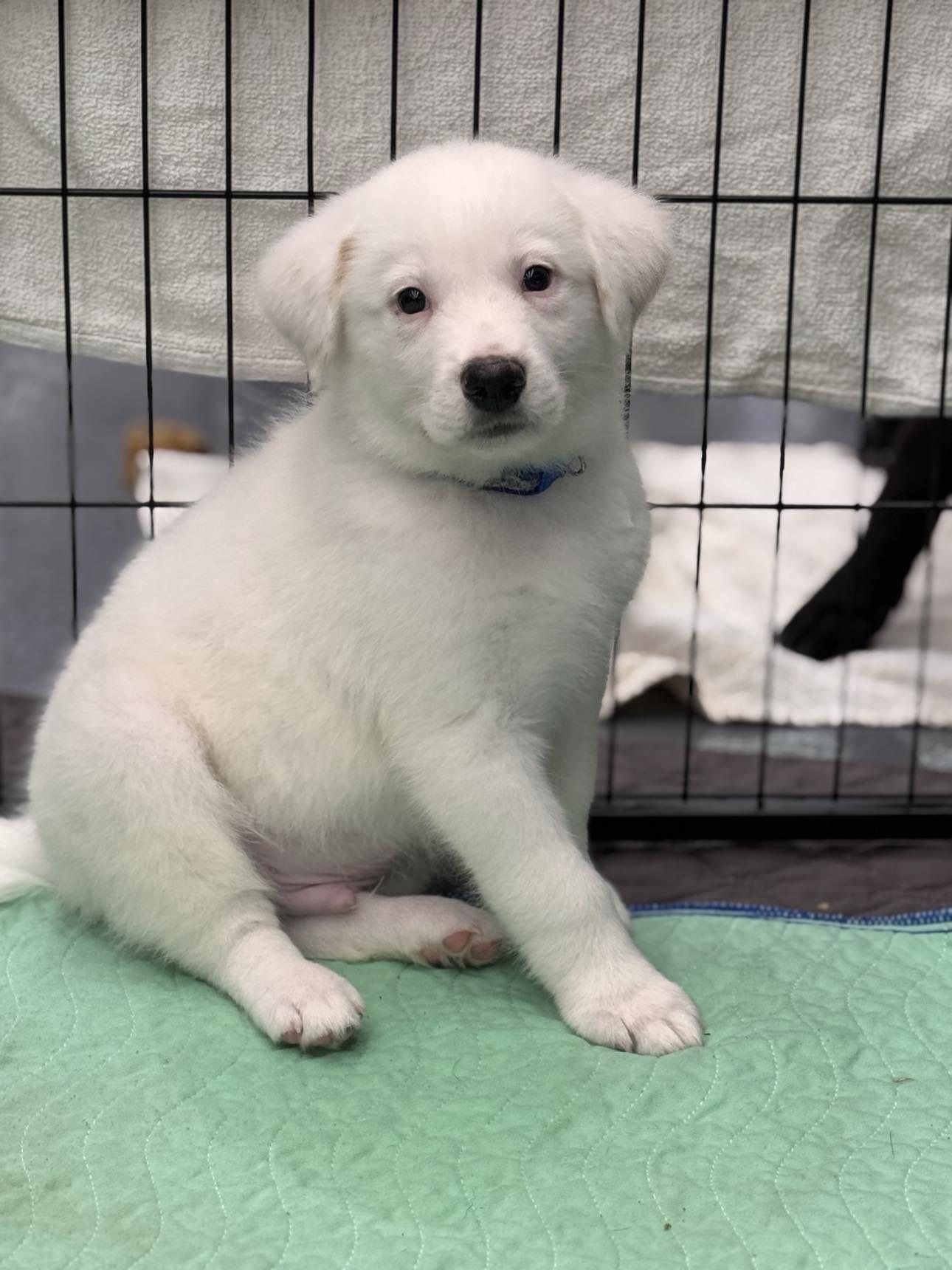 Frost, a Adopted Mixed Breed in Kenosha, WI image 1/5