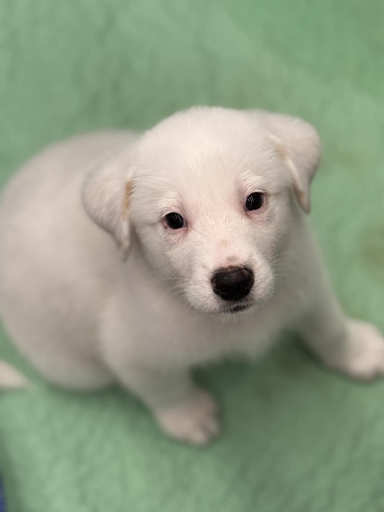 Frost, a Adopted Mixed Breed in Kenosha, WI image 2/5