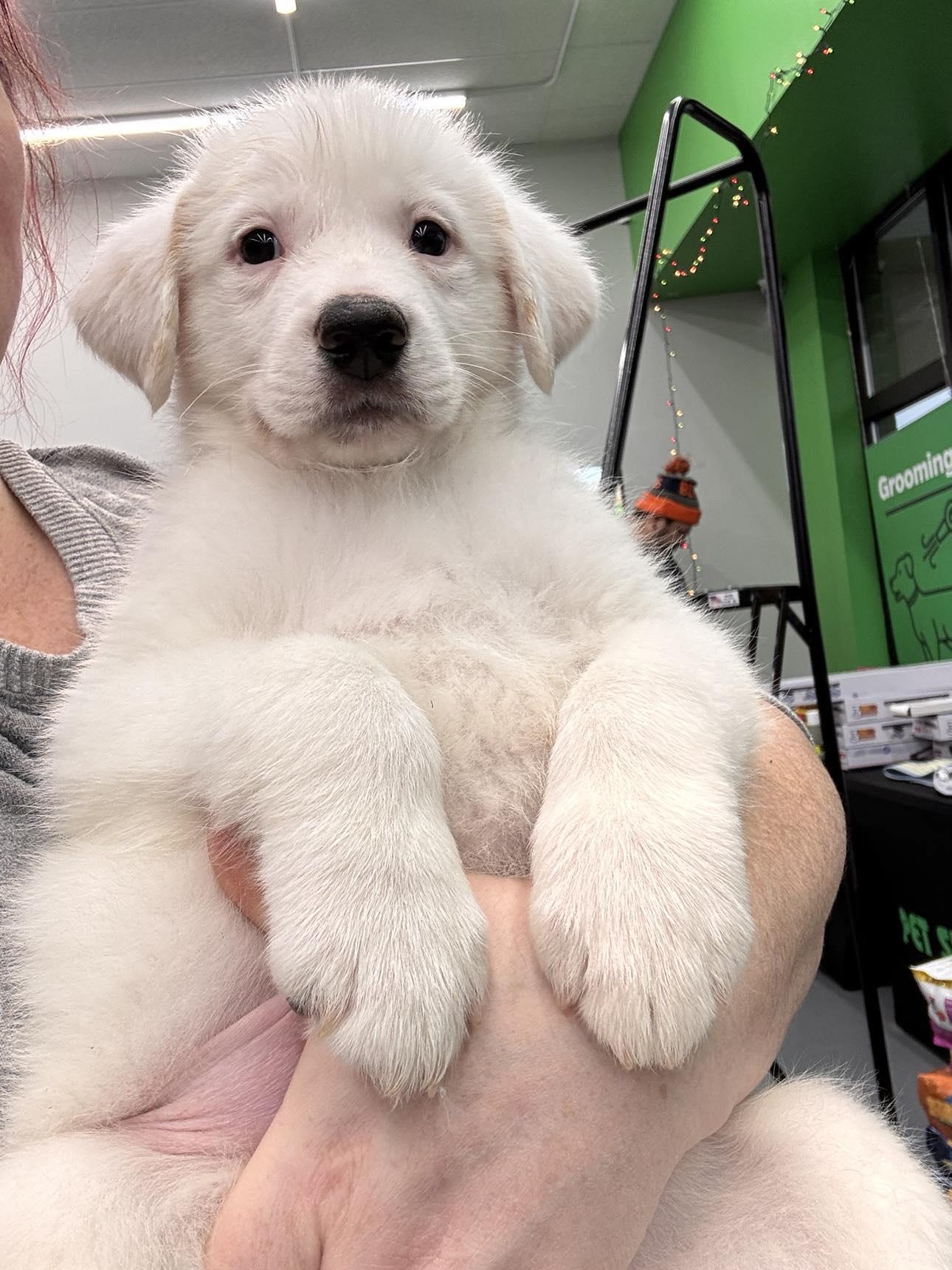 Frost, a Adopted Mixed Breed in Kenosha, WI image 3/5