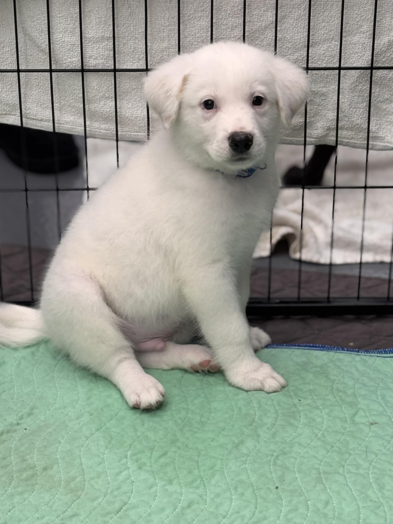 Frost, a Adopted Mixed Breed in Kenosha, WI image 4/5