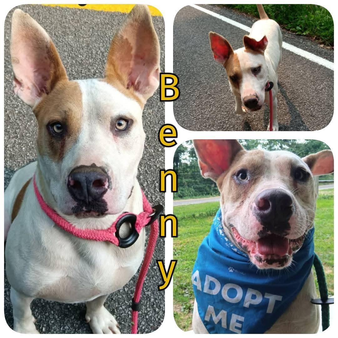 Enlarge Benny, a Adoptable mixed breed in Greenfield, TN image 2/4