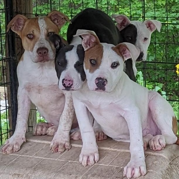 Benny, a Adoptable mixed breed in Greenfield, TN image 3/3