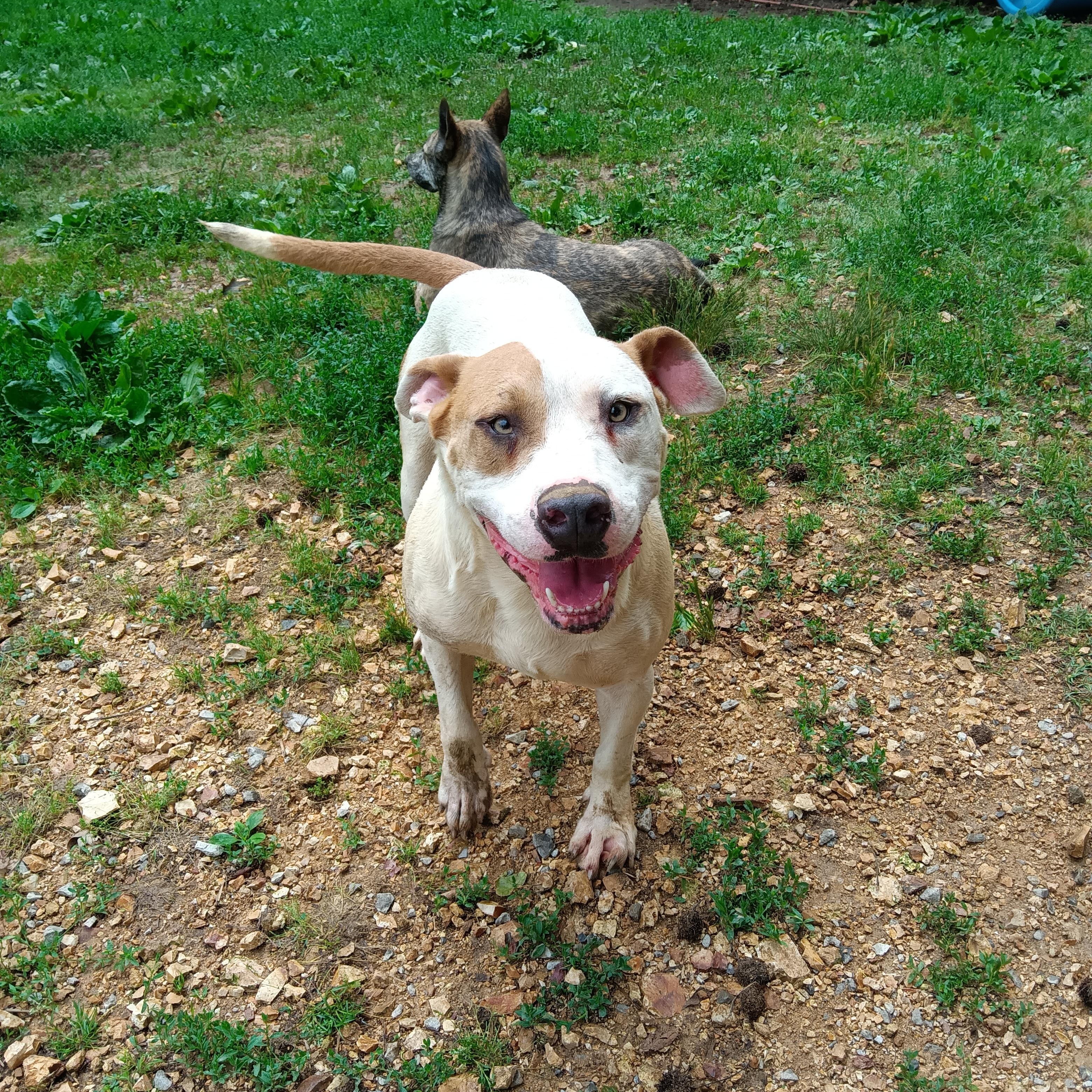 Enlarge Benny, a Adoptable mixed breed in Greenfield, TN image 3/4