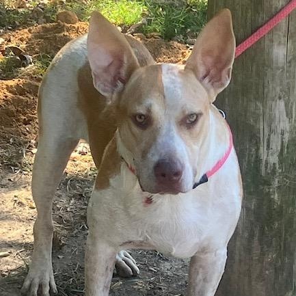 Benny, a Adoptable mixed breed in Greenfield, TN image 2/3