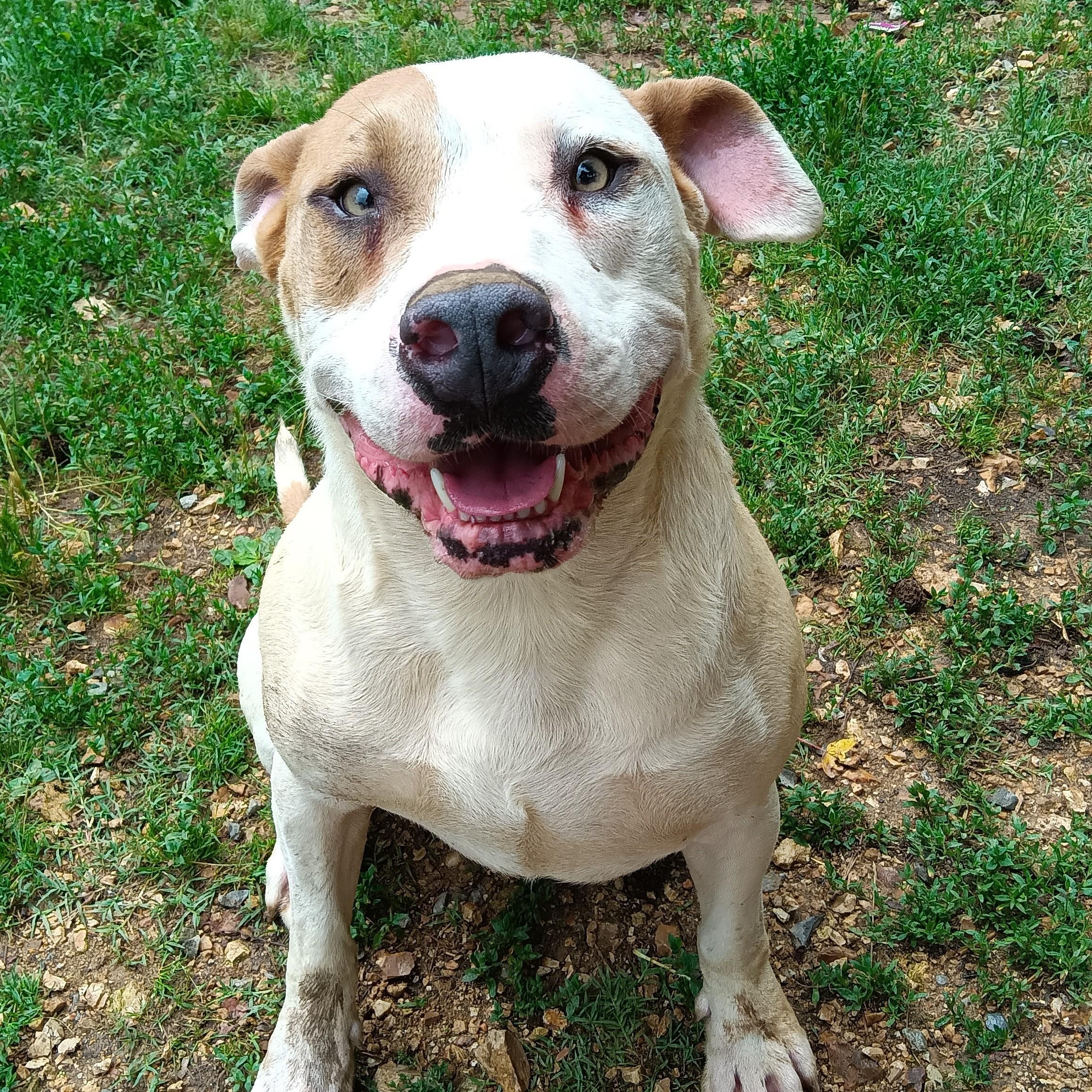 Benny, Adoptable, Young Male Great Dane & Pit Bull Terrier.