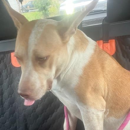 Benny, a Adoptable mixed breed in Greenfield, TN image 1/3