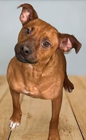 Ernie, Adoptable, Young Male Mixed Breed.