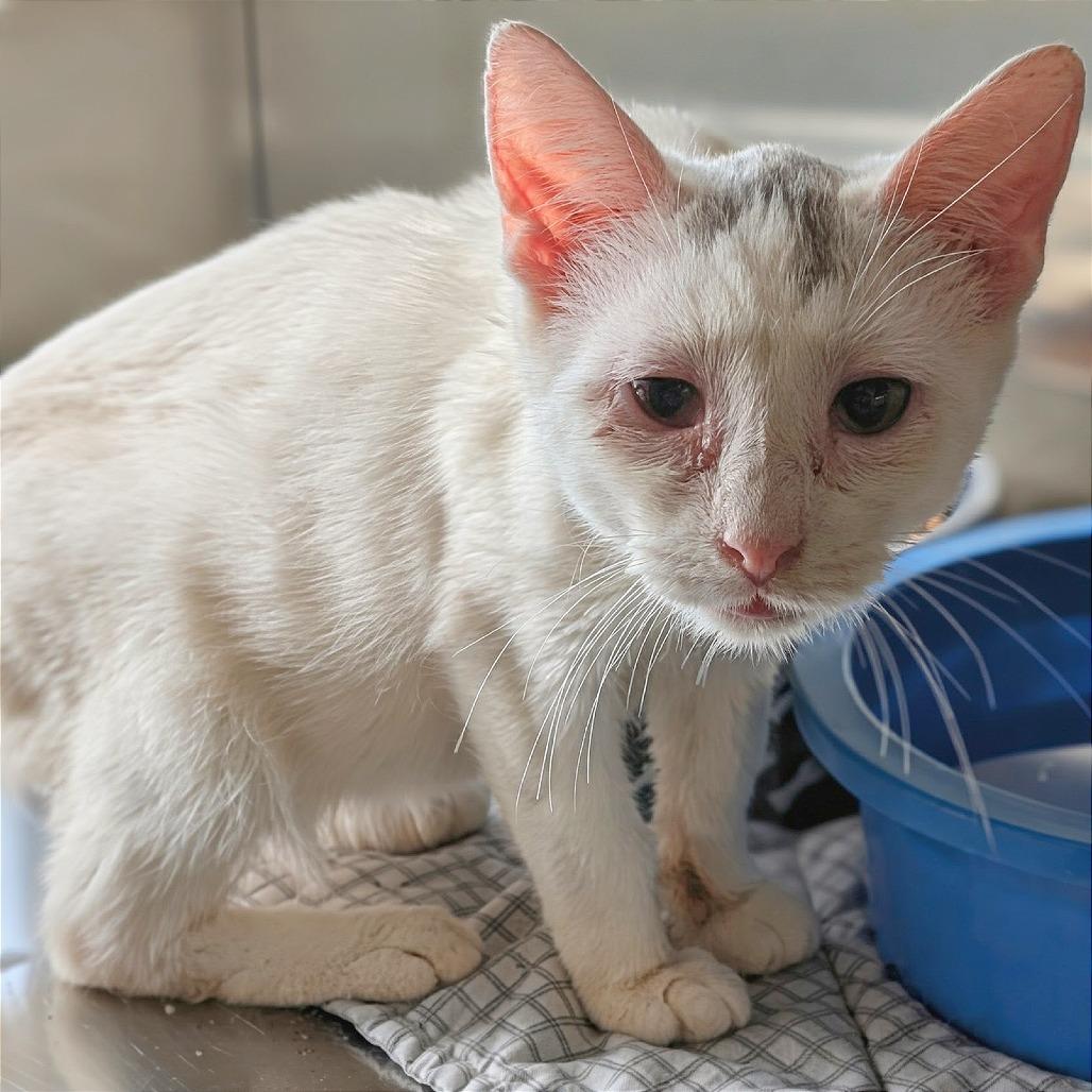 Enlarge Banjo, a Adoptable Domestic Short Hair in Buchanan Dam, TX image 1/2