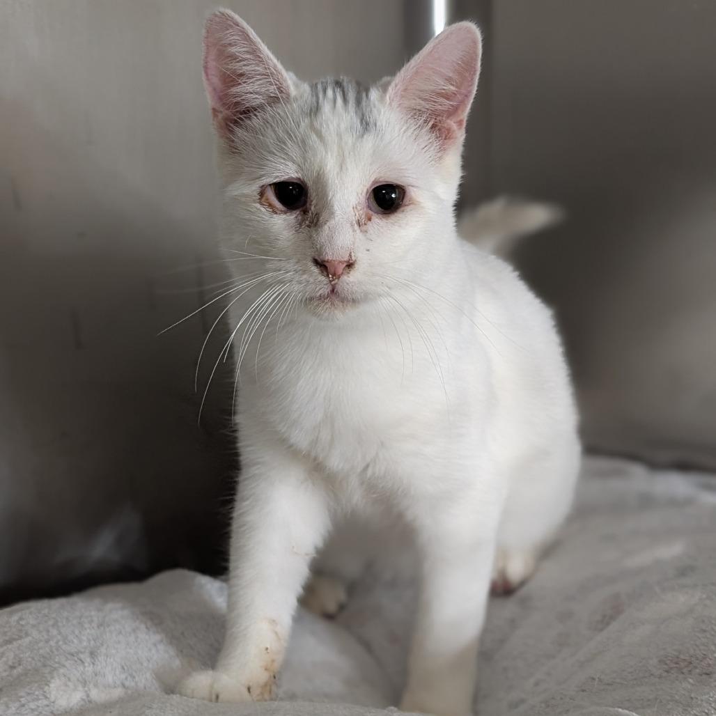 Enlarge Banjo, a Adoptable Domestic Short Hair in Buchanan Dam, TX image 2/3