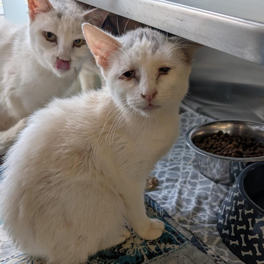 Enlarge Banjo, a Adoptable Domestic Short Hair in Buchanan Dam, TX image 2/2
