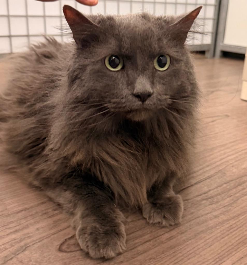Tiny, Adoptable, Senior Female Domestic Long Hair.