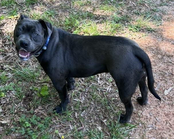 Stevie — thumbnail 3