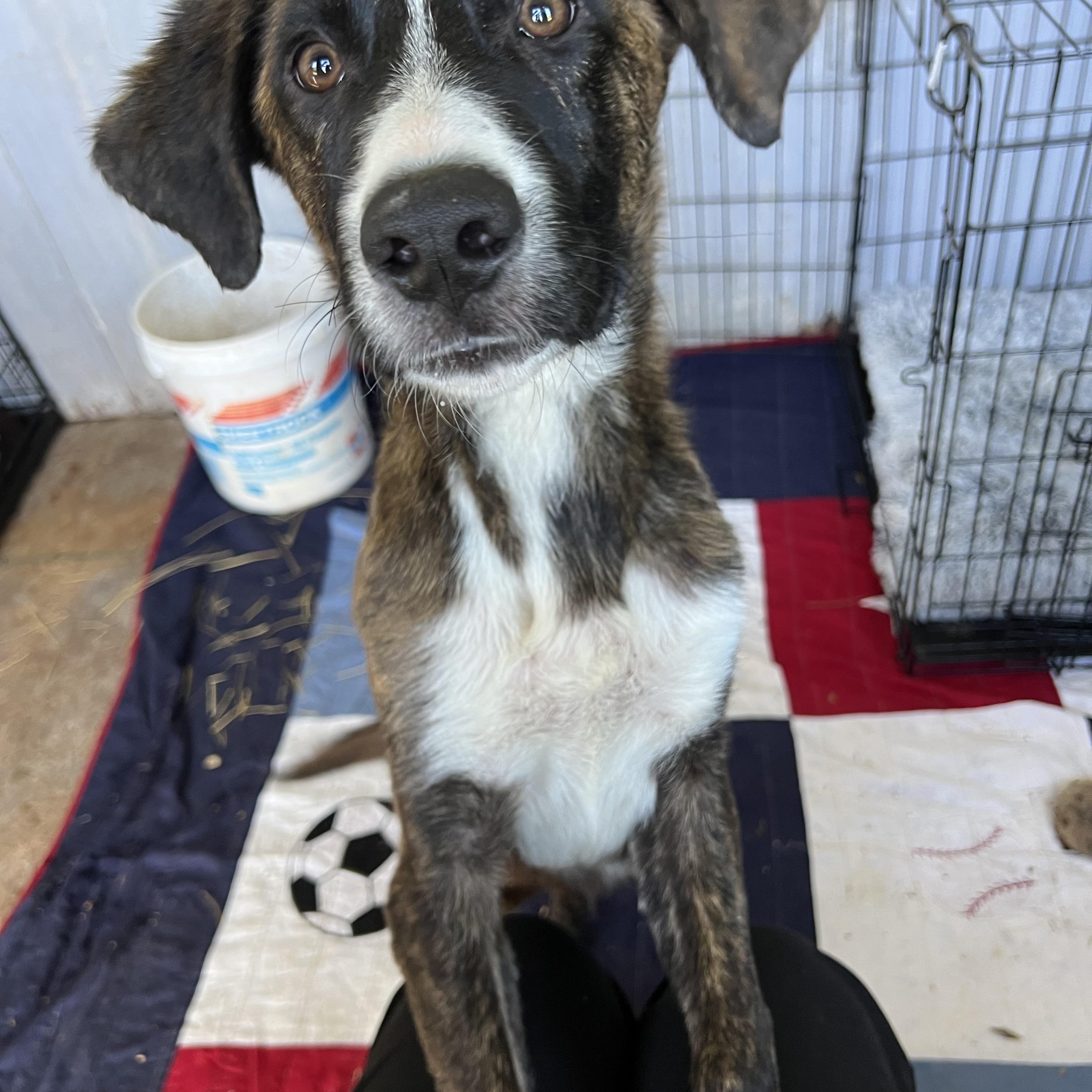 Stewie , an adopted Mountain Cur in Holmen, WI image 3/5