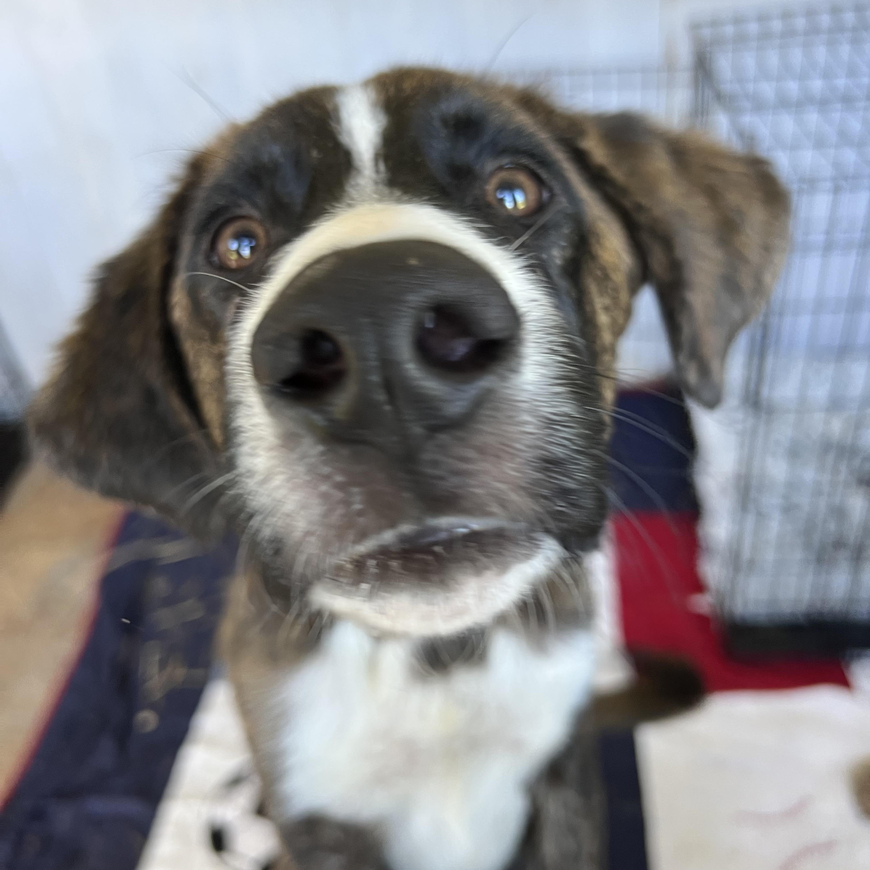 Stewie , an adopted Mountain Cur in Holmen, WI image 1/5
