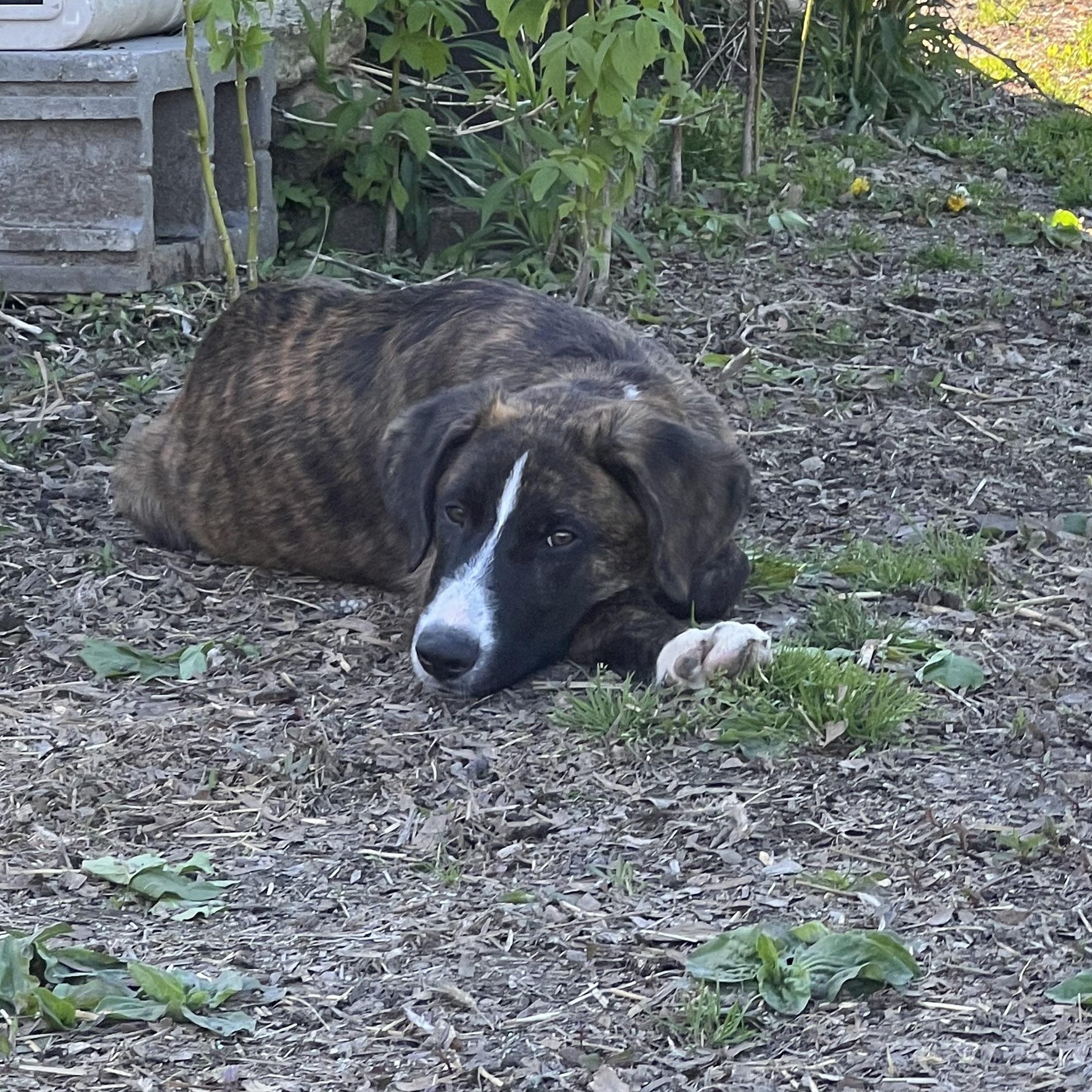 Stewie , an adopted Mountain Cur in Holmen, WI image 4/5