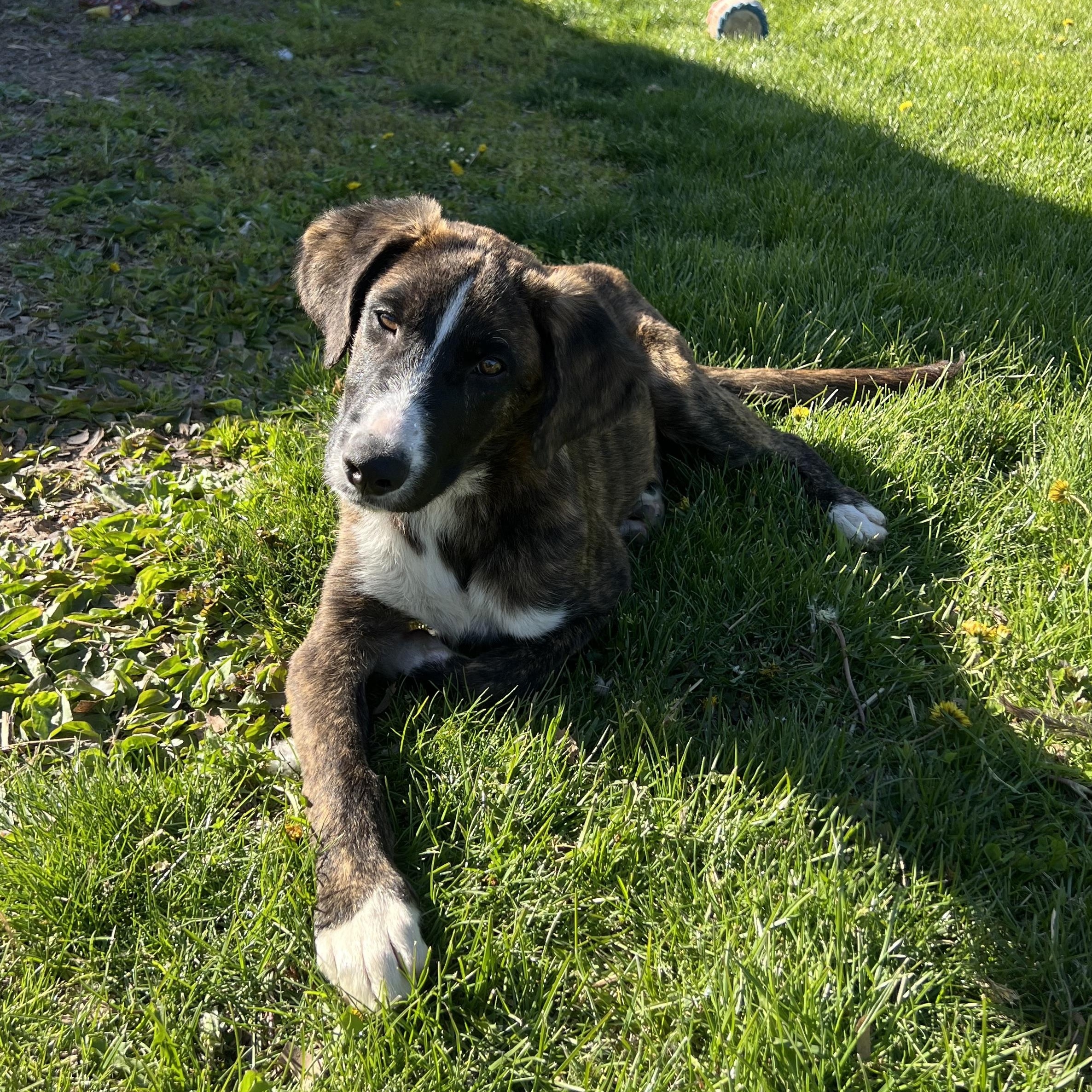 Stewie , an adopted Mountain Cur in Holmen, WI image 2/5