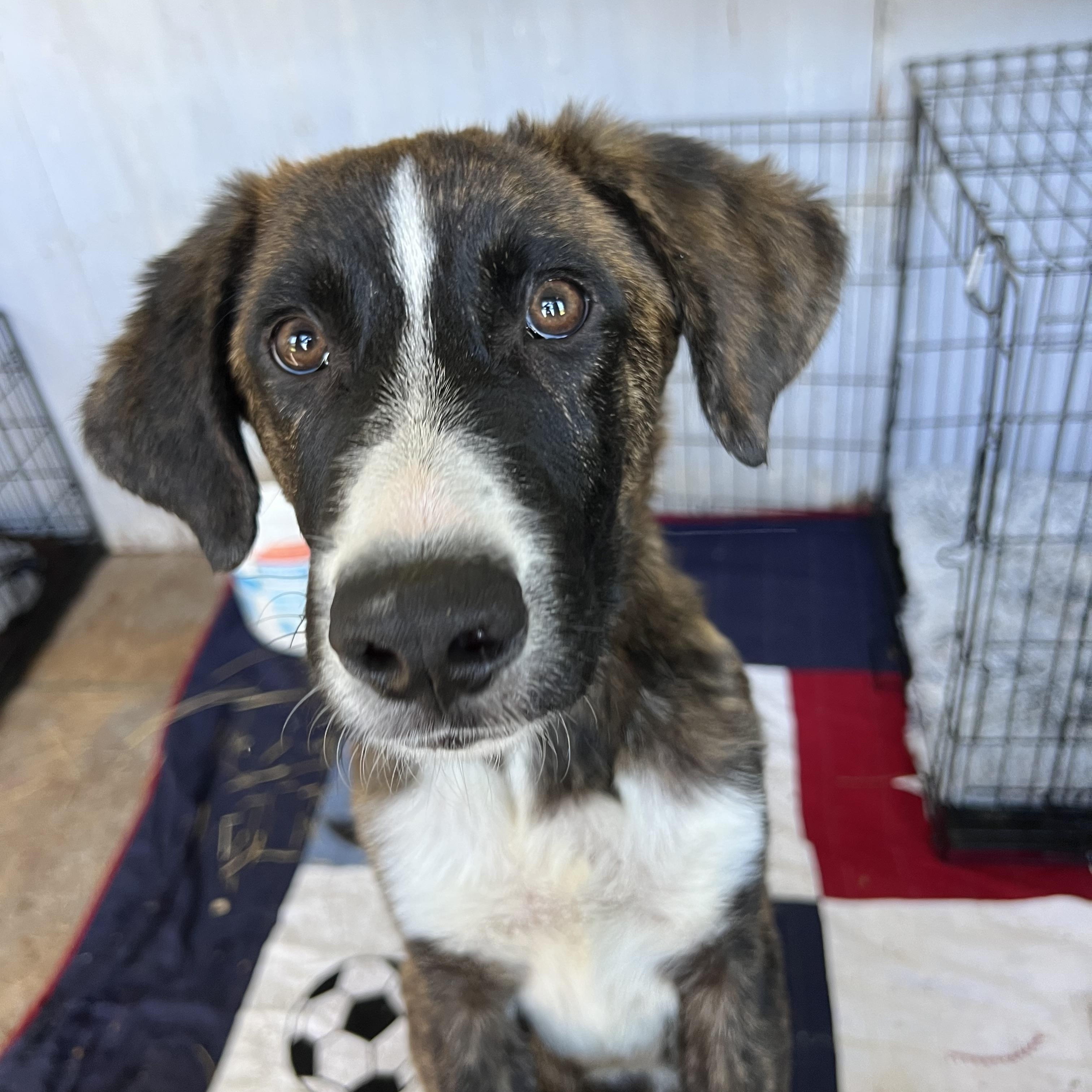 Stewie , an adopted Mountain Cur in Holmen, WI image 5/5