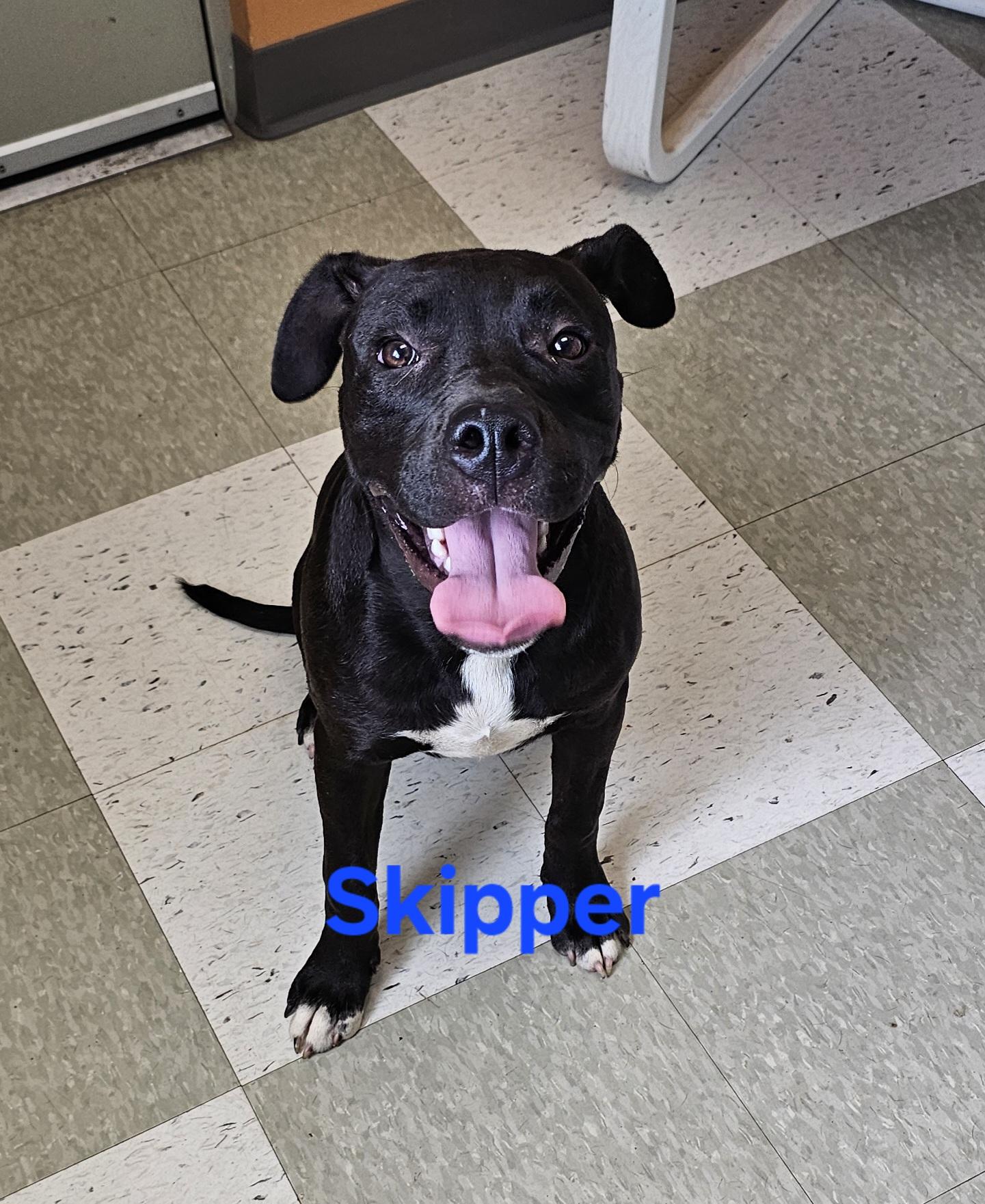 Enlarge Skipper, a Adopted mixed breed in Coldwater, MI image 1/1