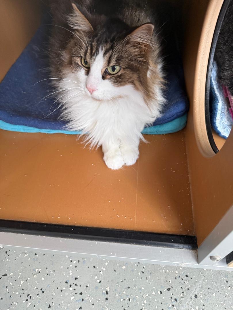 Delilah, ADOPTABLE, Adult Female Domestic Long Hair.