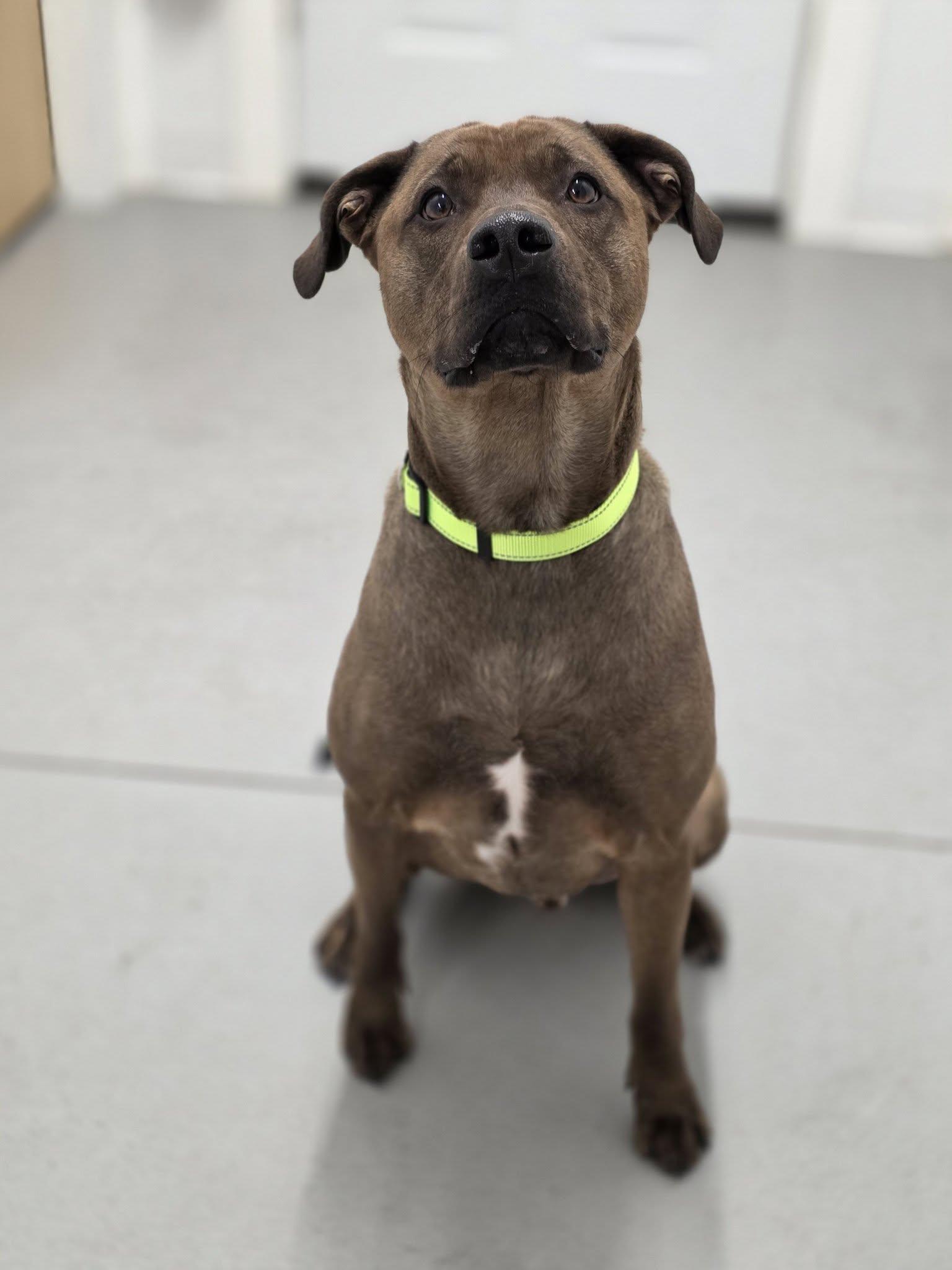 Frankie, ADOPTABLE, Young Male Labrador Retriever & Pit Bull Terrier.