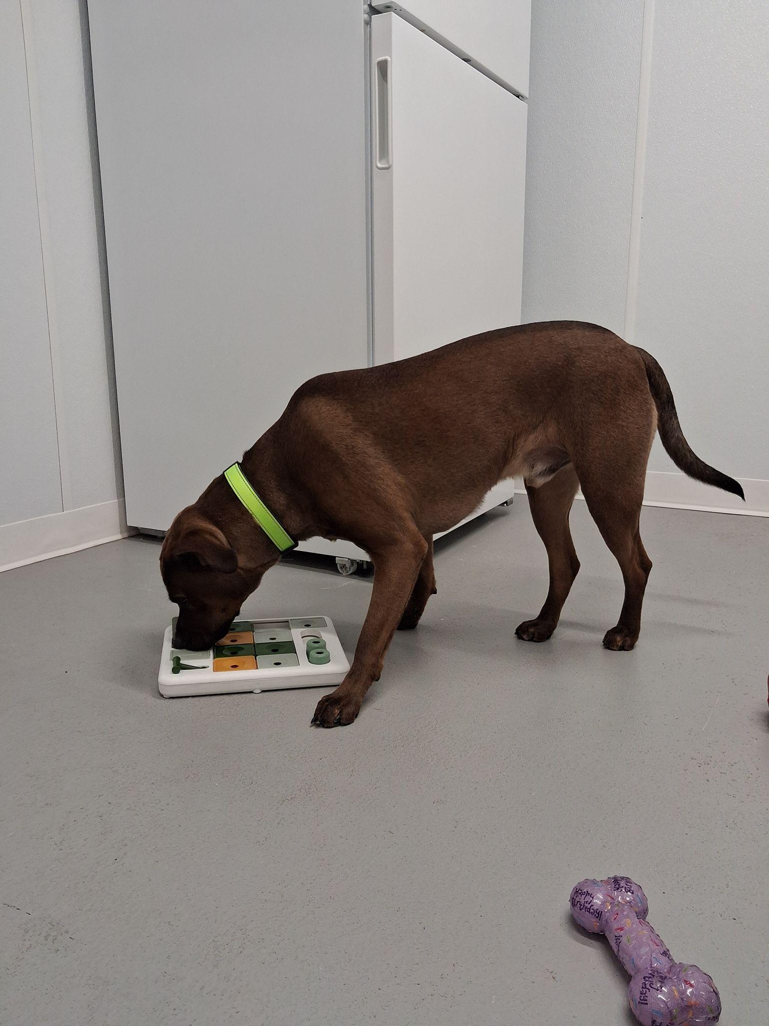 Enlarge Frankie, a ADOPTABLE mixed breed in Shelby, MI image 3/3