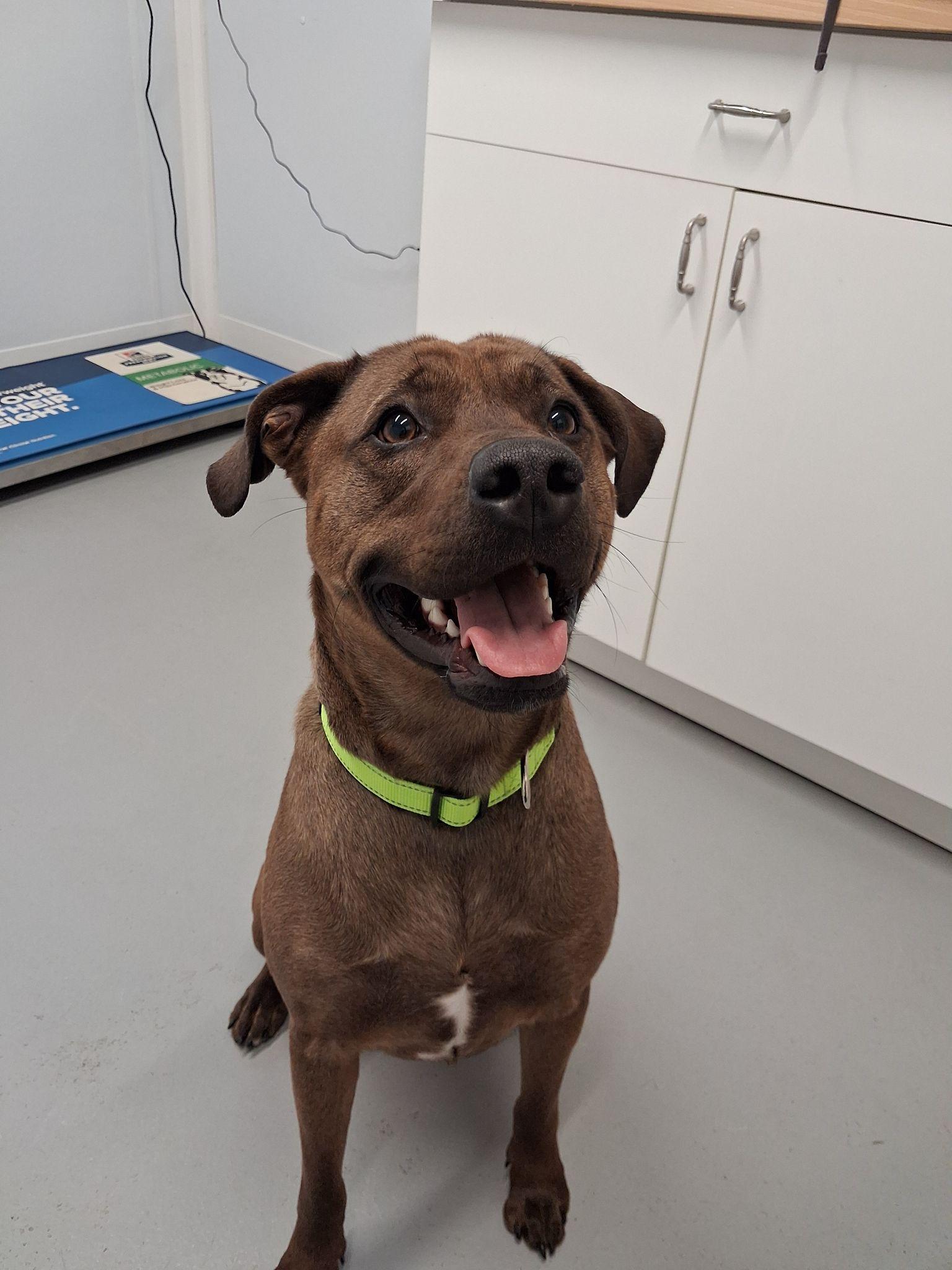 Enlarge Frankie, a ADOPTABLE mixed breed in Shelby, MI image 2/3