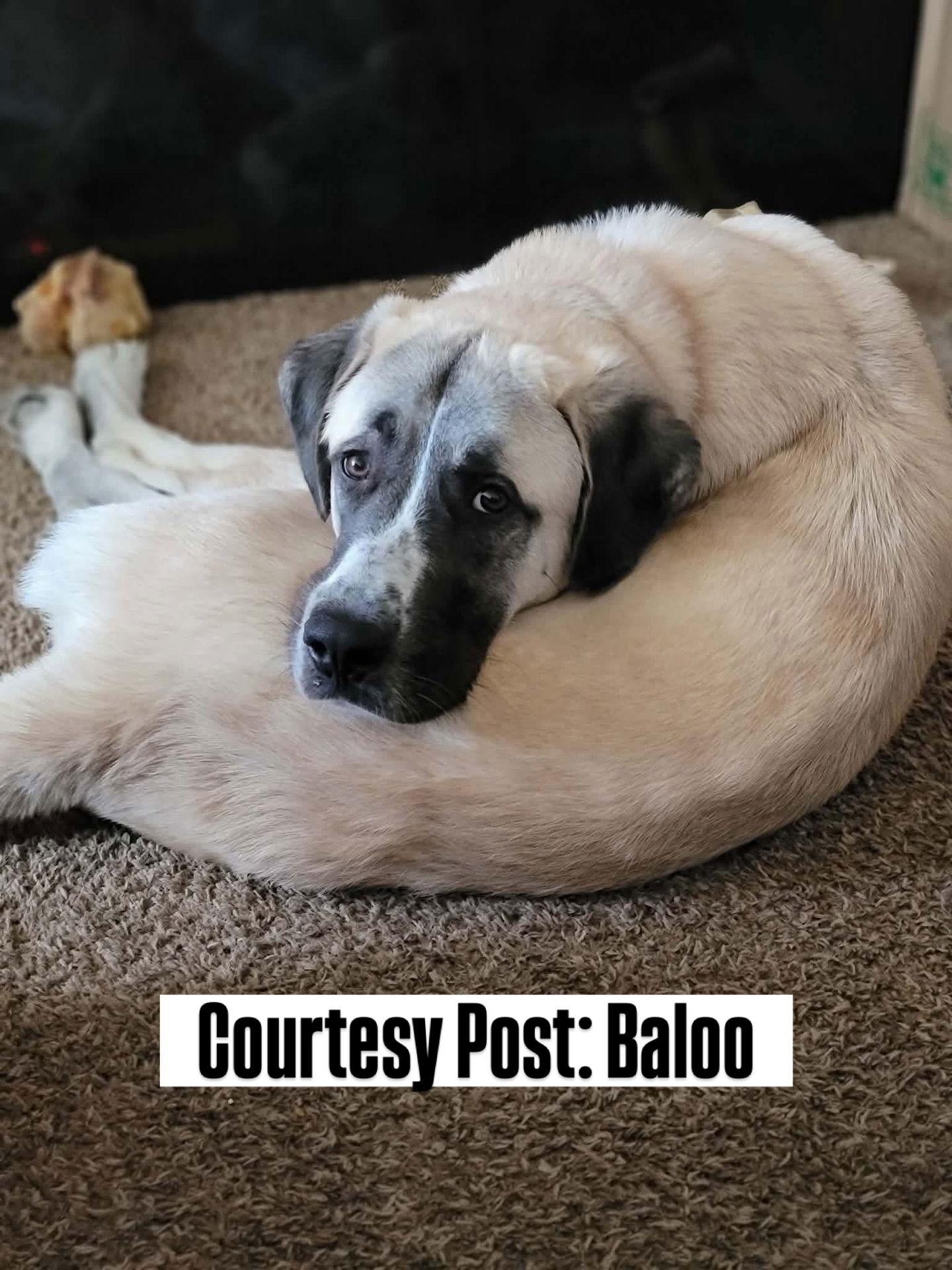 OS Baloo, Adoptable, Adult Male Anatolian Shepherd & Great Pyrenees.
