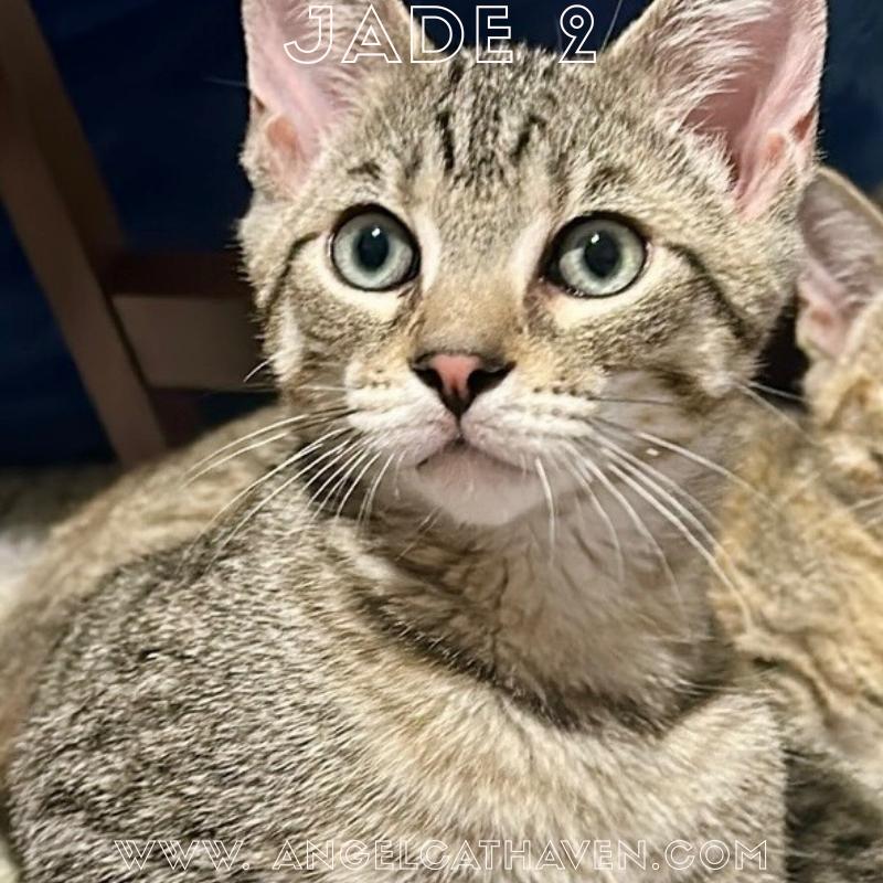 Jade 2, ADOPTABLE, Kitten Male Domestic Short Hair.