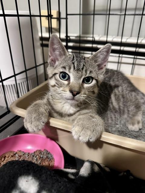 Enlarge Jade 2, a ADOPTABLE Domestic Short Hair in Plainville, MA image 2/2