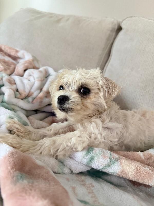 Unknown, Adoptable, Adult Female Maltese.