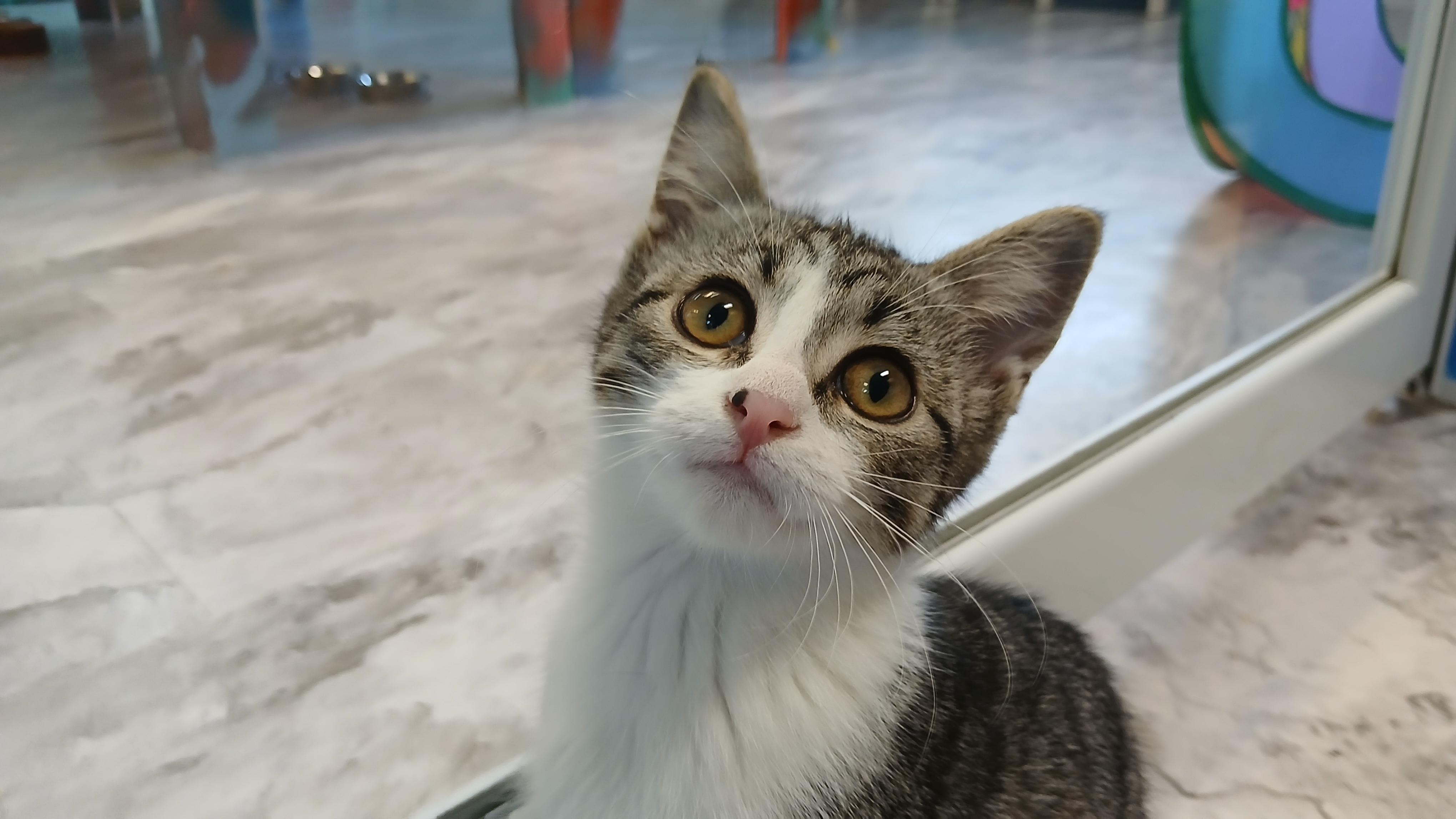 Enlarge Bjork, a Adoptable Domestic Short Hair in Cullowhee, NC image 3/6