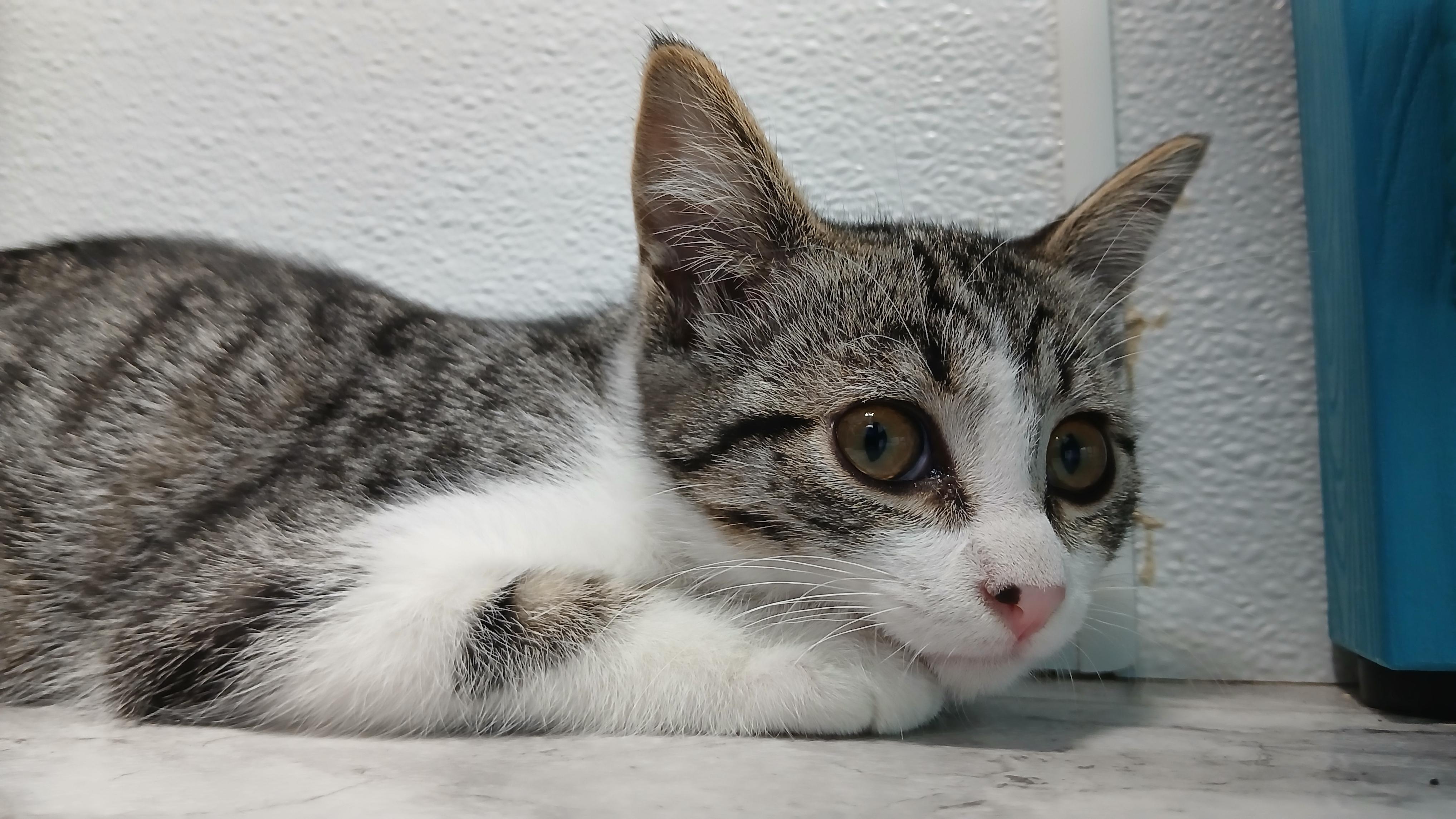 Enlarge Bjork, a Adoptable Domestic Short Hair in Cullowhee, NC image 5/6