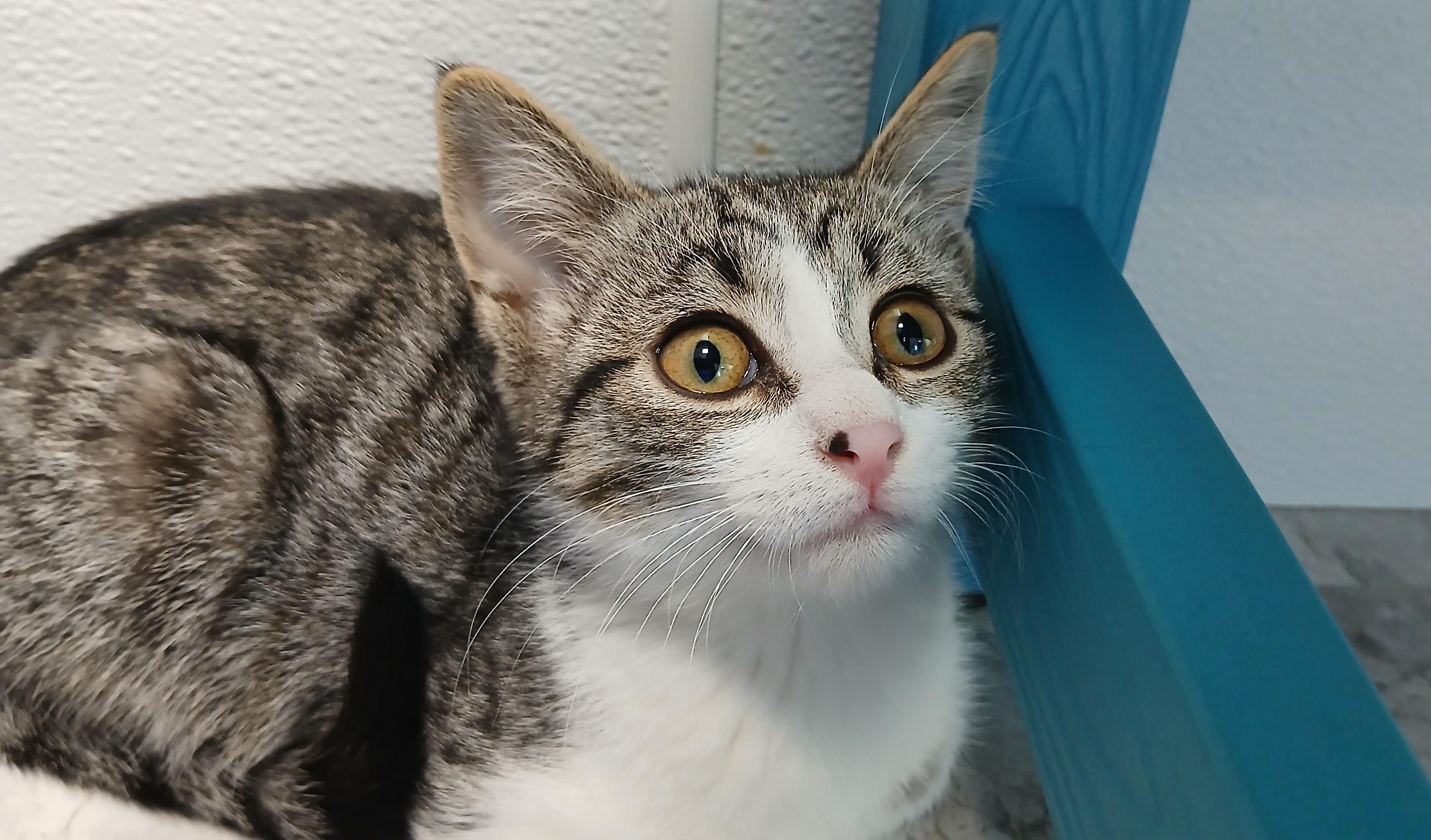 Bjork, Adoptable, Kitten Female Domestic Short Hair.
