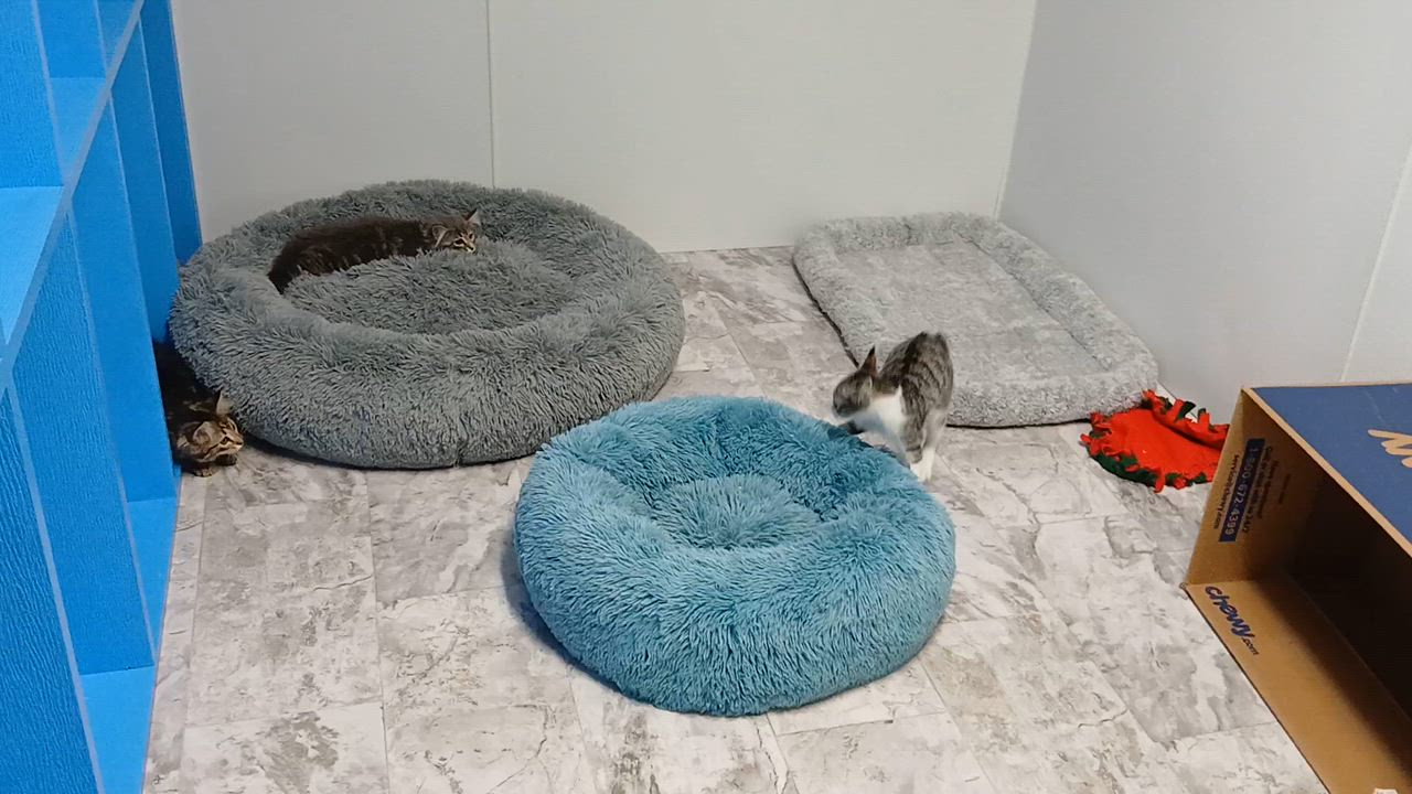 Enlarge Bjork, a Adoptable Domestic Short Hair in Cullowhee, NC video 2/6