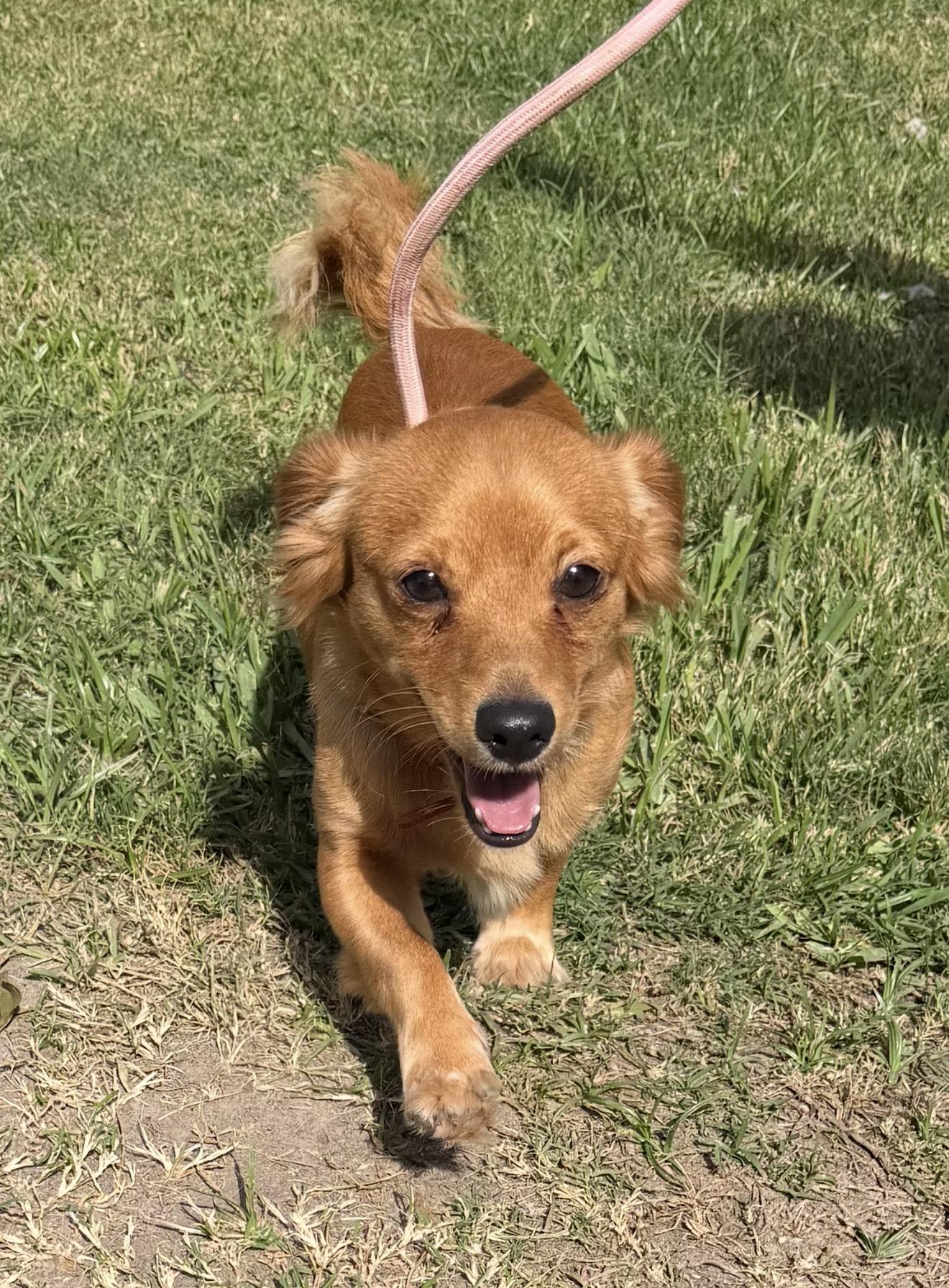 Grim, Adoptable, Adult Male Chihuahua.