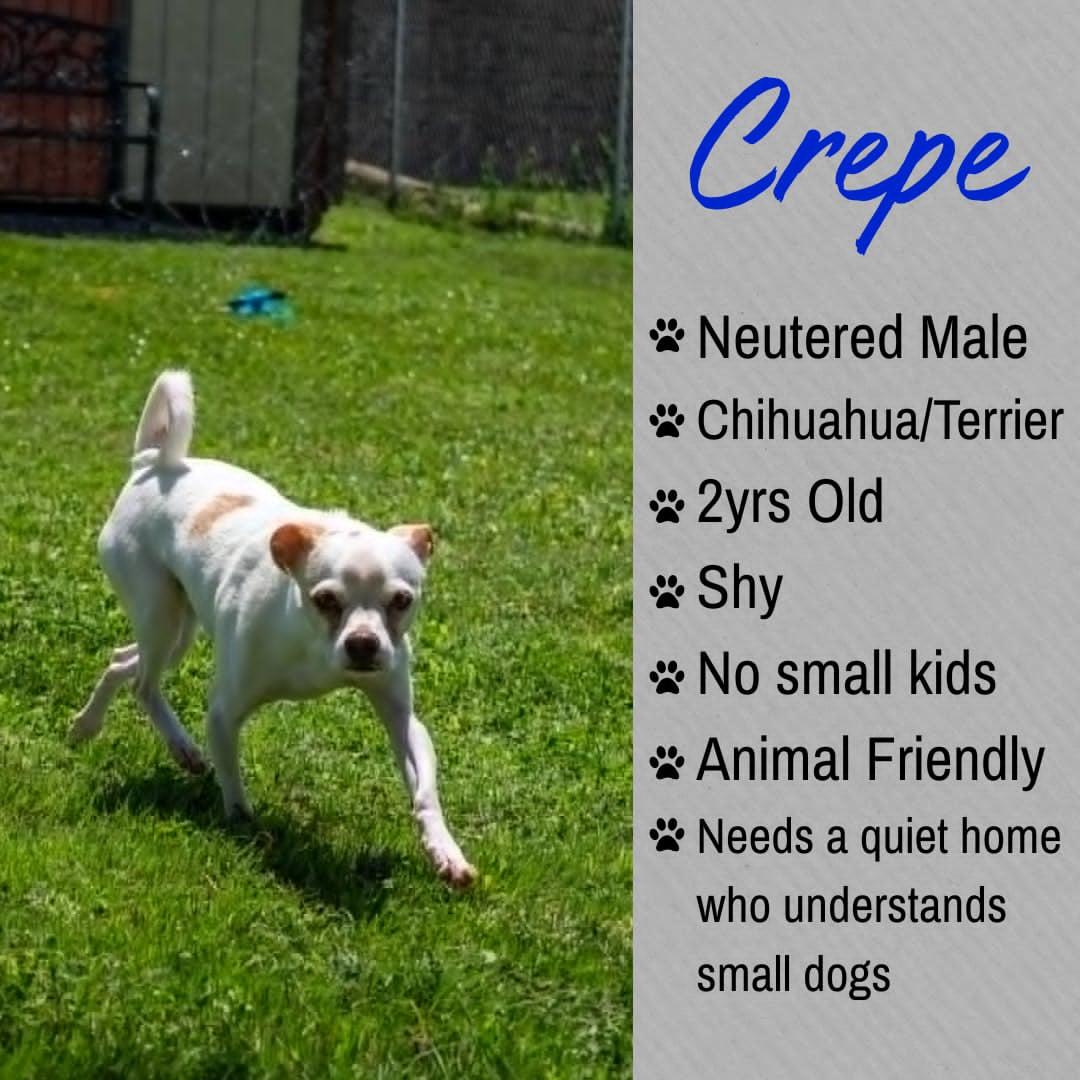 Enlarge Crepe, a ADOPTABLE mixed breed in Junction City, KS image 1/1