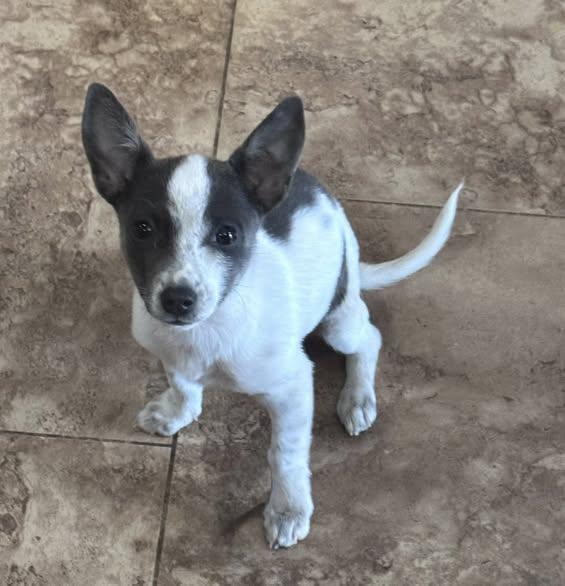 Enlarge Zoey, an adopted mixed breed in San Tan Valley, AZ image 1/1