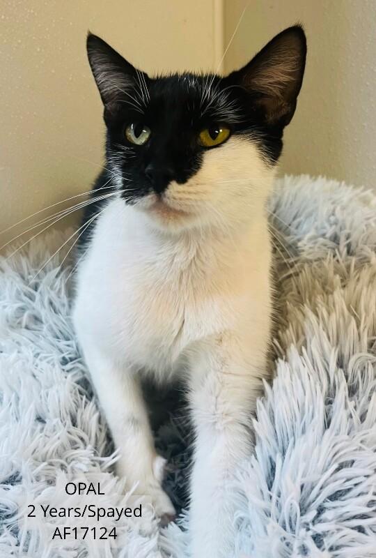 Opal, Adoptable, Adult Female Domestic Short Hair.