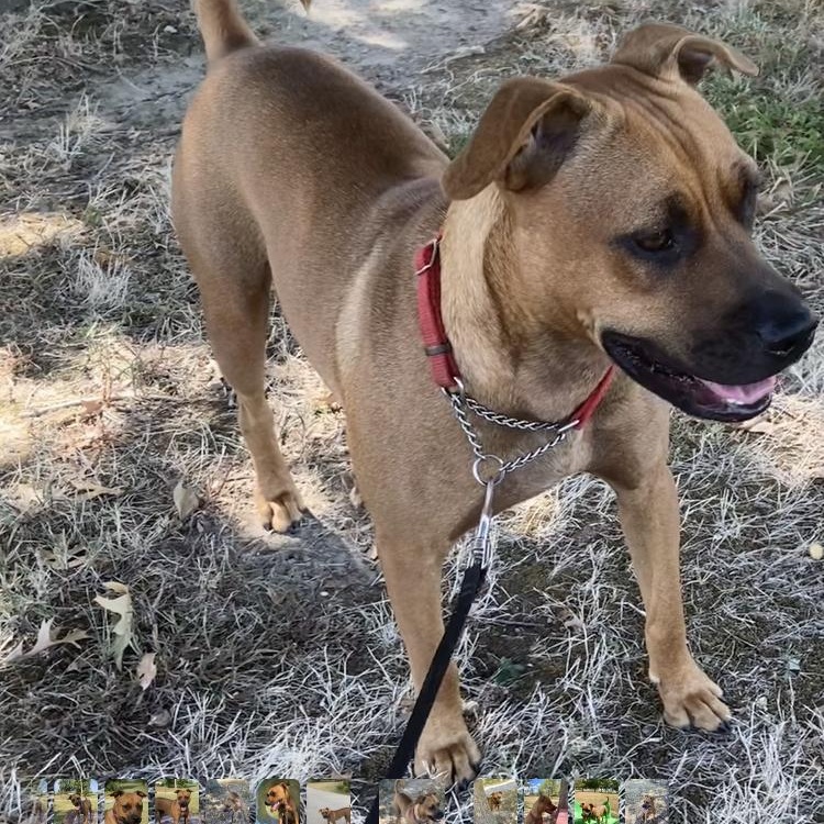 Paris, a Adoptable mixed breed in Manchester , CT image 2/6