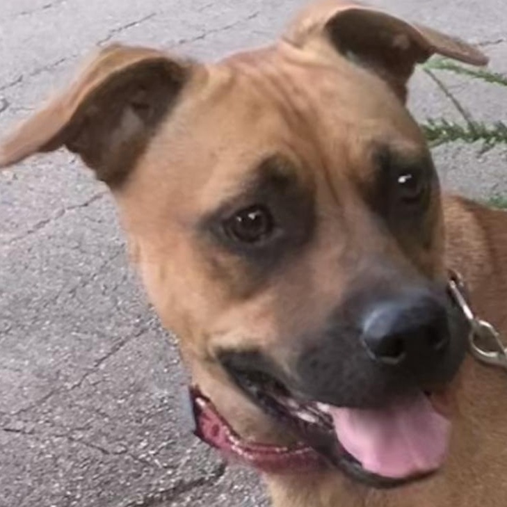 Paris, Adoptable, Young Female Boxer & Mixed Breed.