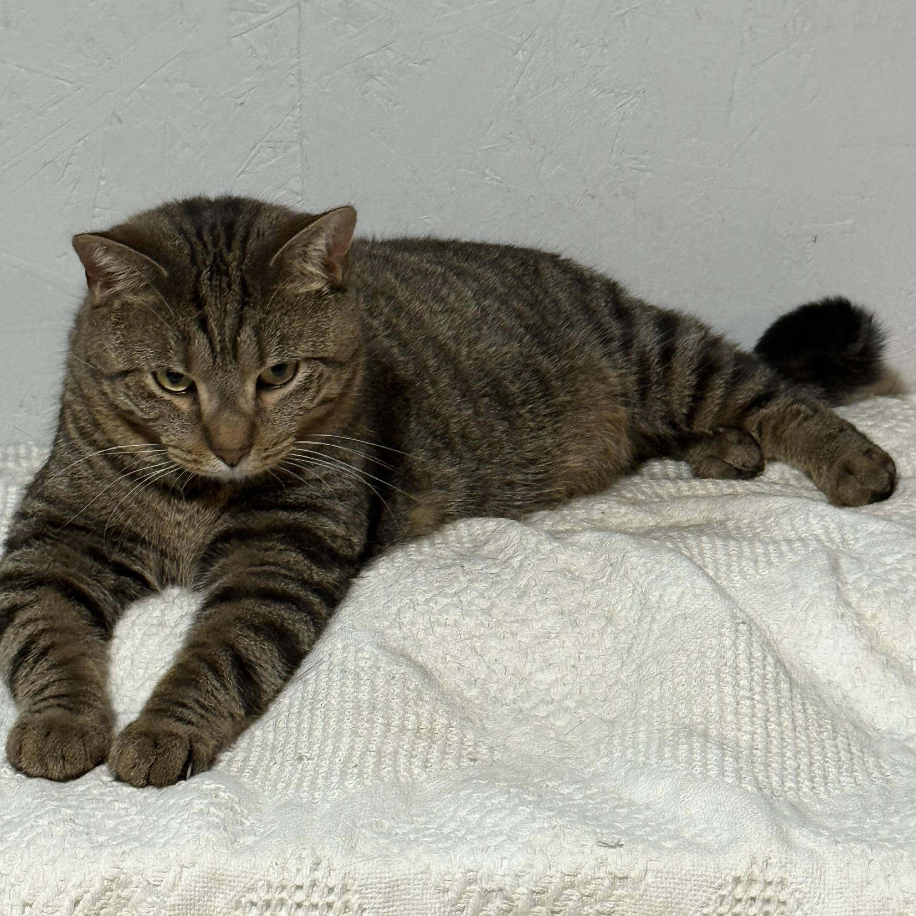 Sidney, a Adoptable mixed breed in Newton, IL image 1/3