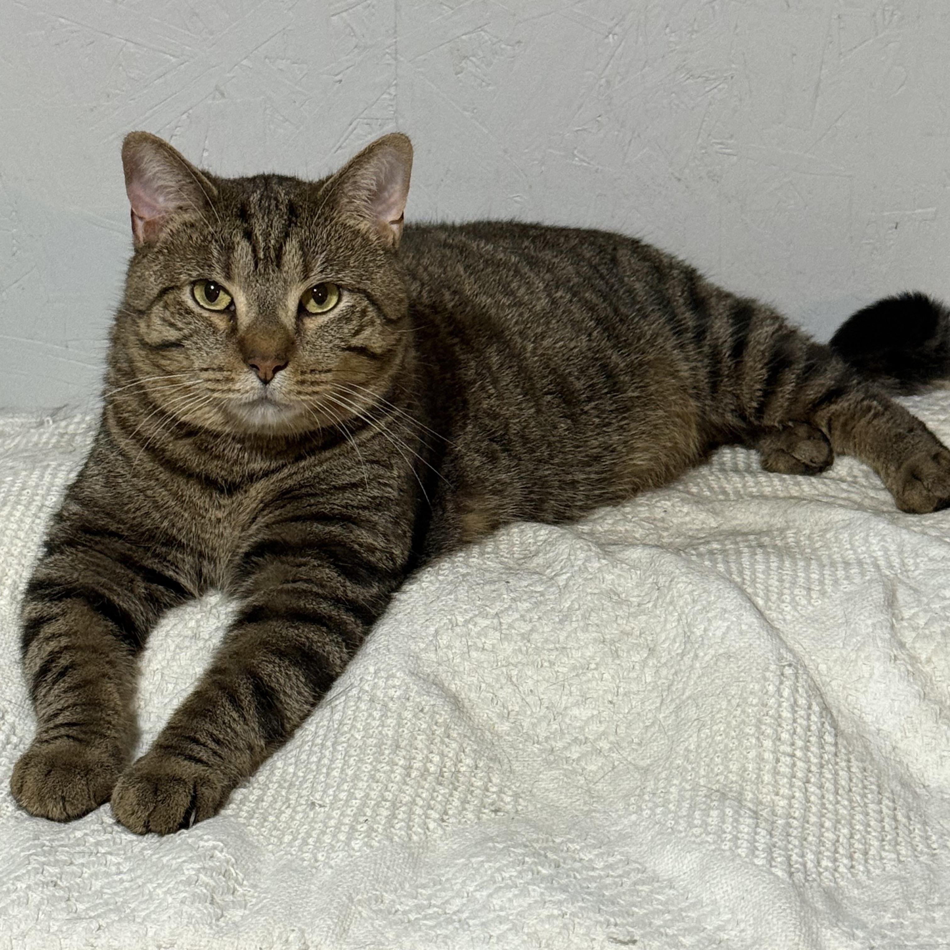 Sidney, a Adoptable mixed breed in Newton, IL image 2/3