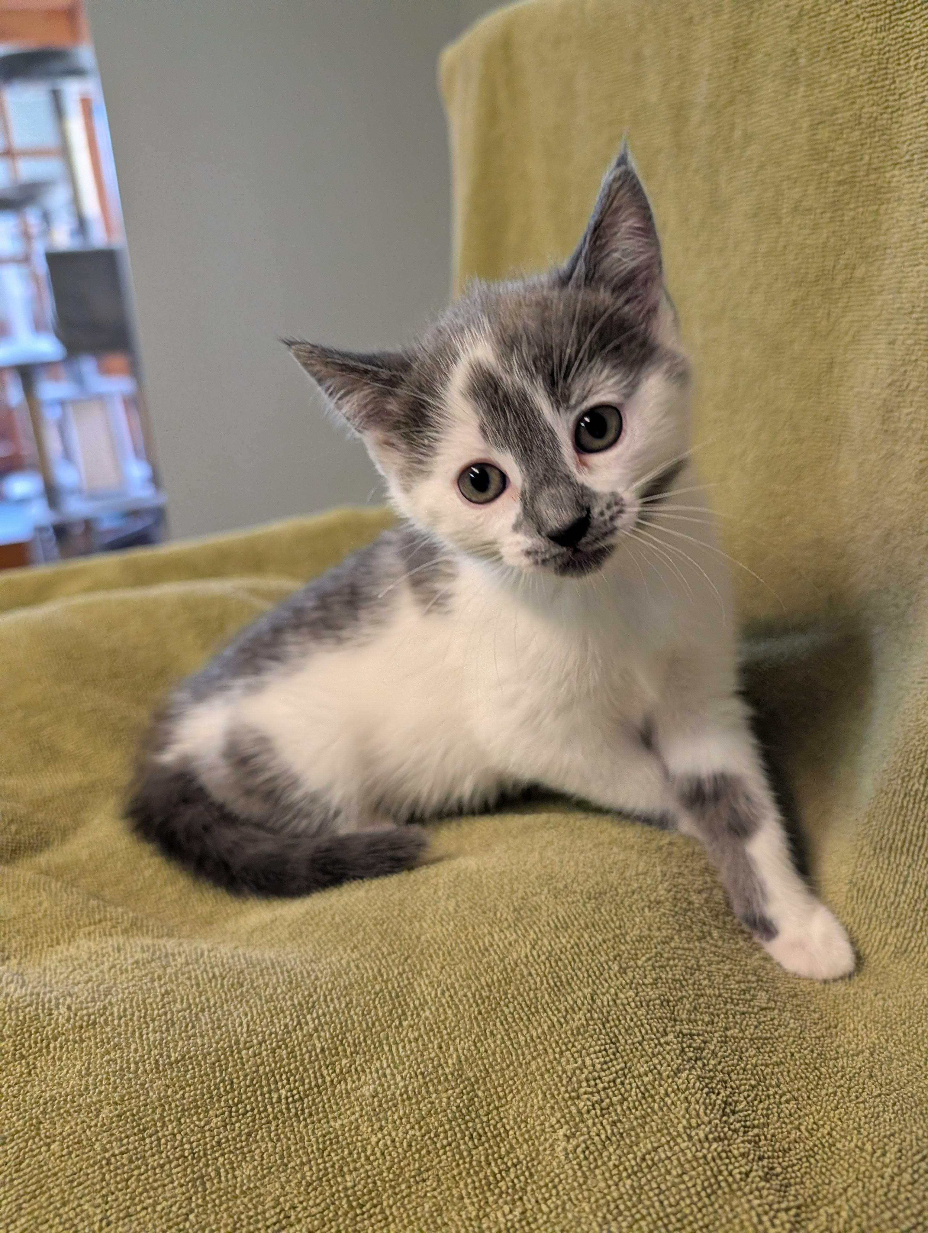 Pixie, ADOPTABLE, Kitten Female Domestic Short Hair.