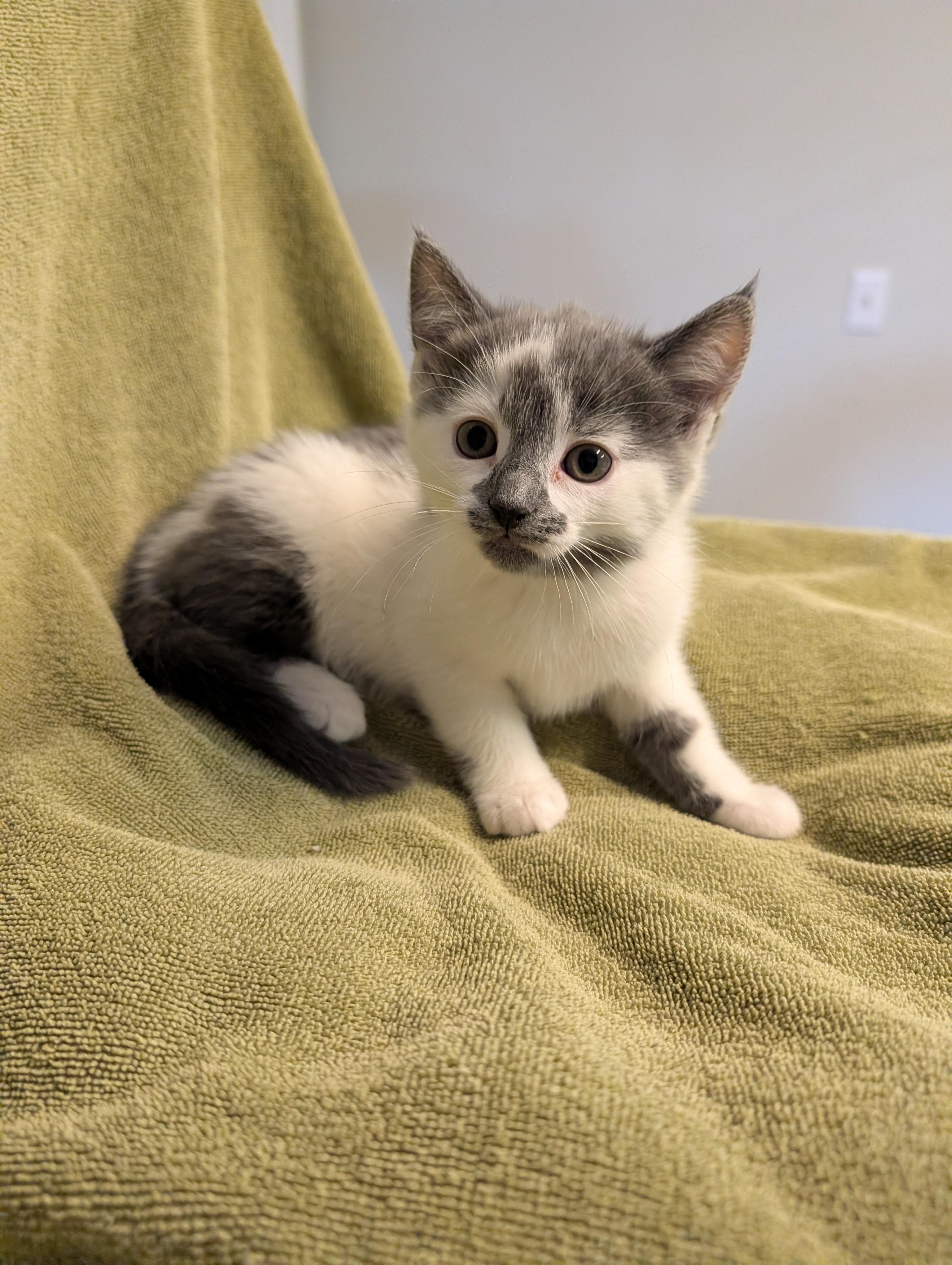 Pixie, a ADOPTABLE Domestic Short Hair in Brockport, NY image 2/5