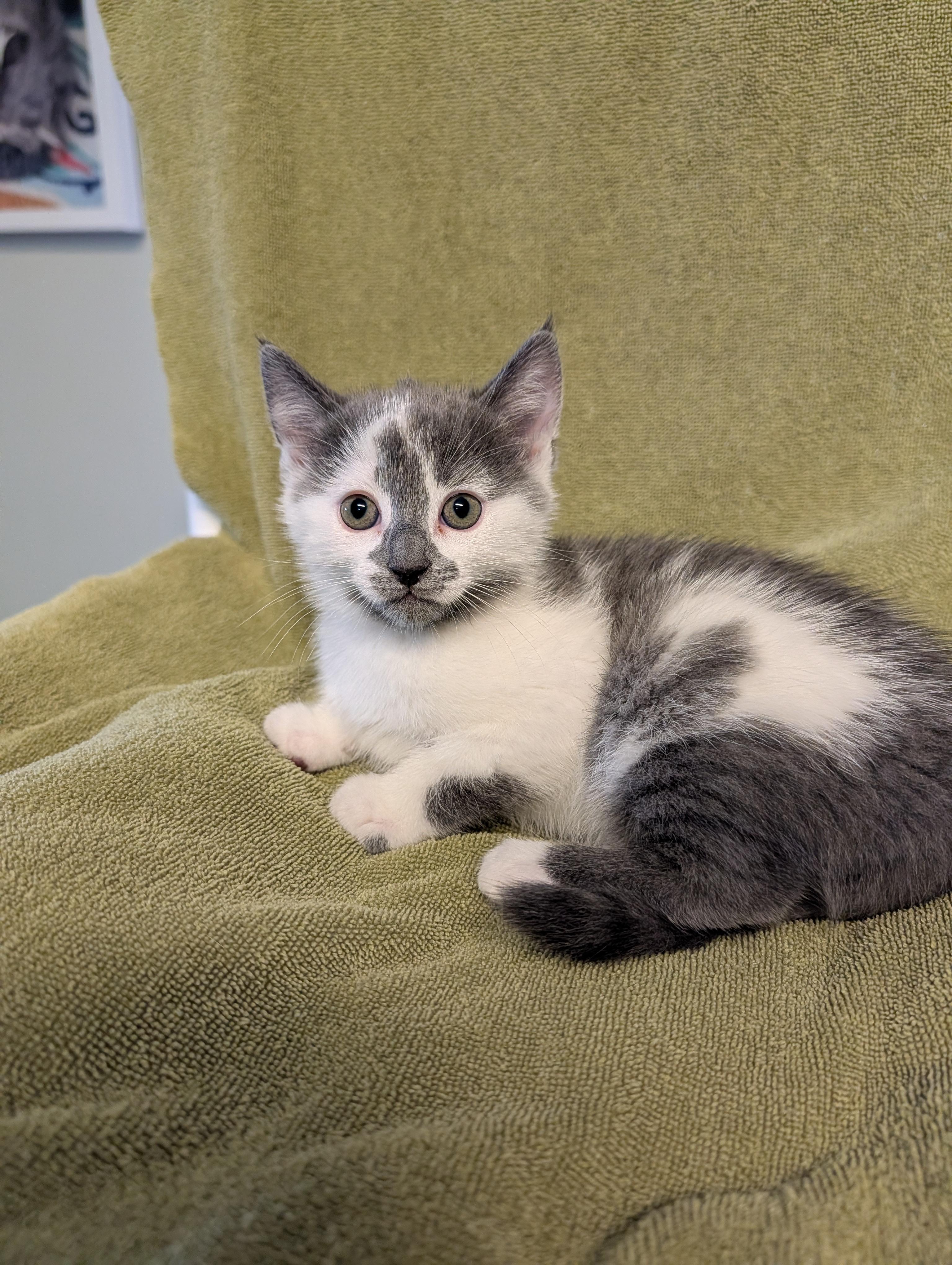 Pixie, a ADOPTABLE Domestic Short Hair in Brockport, NY image 3/5