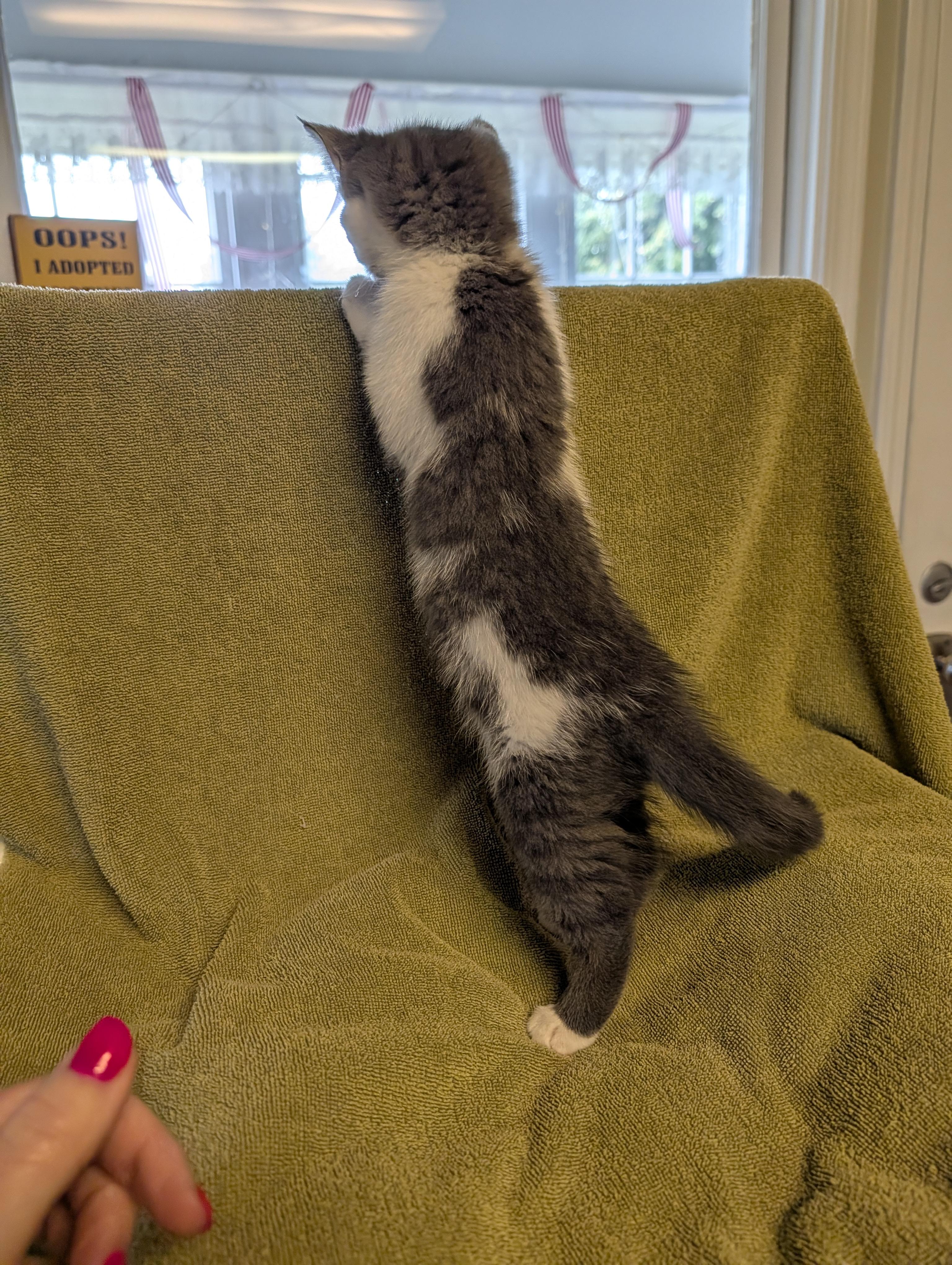 Pixie, a ADOPTABLE Domestic Short Hair in Brockport, NY image 5/5