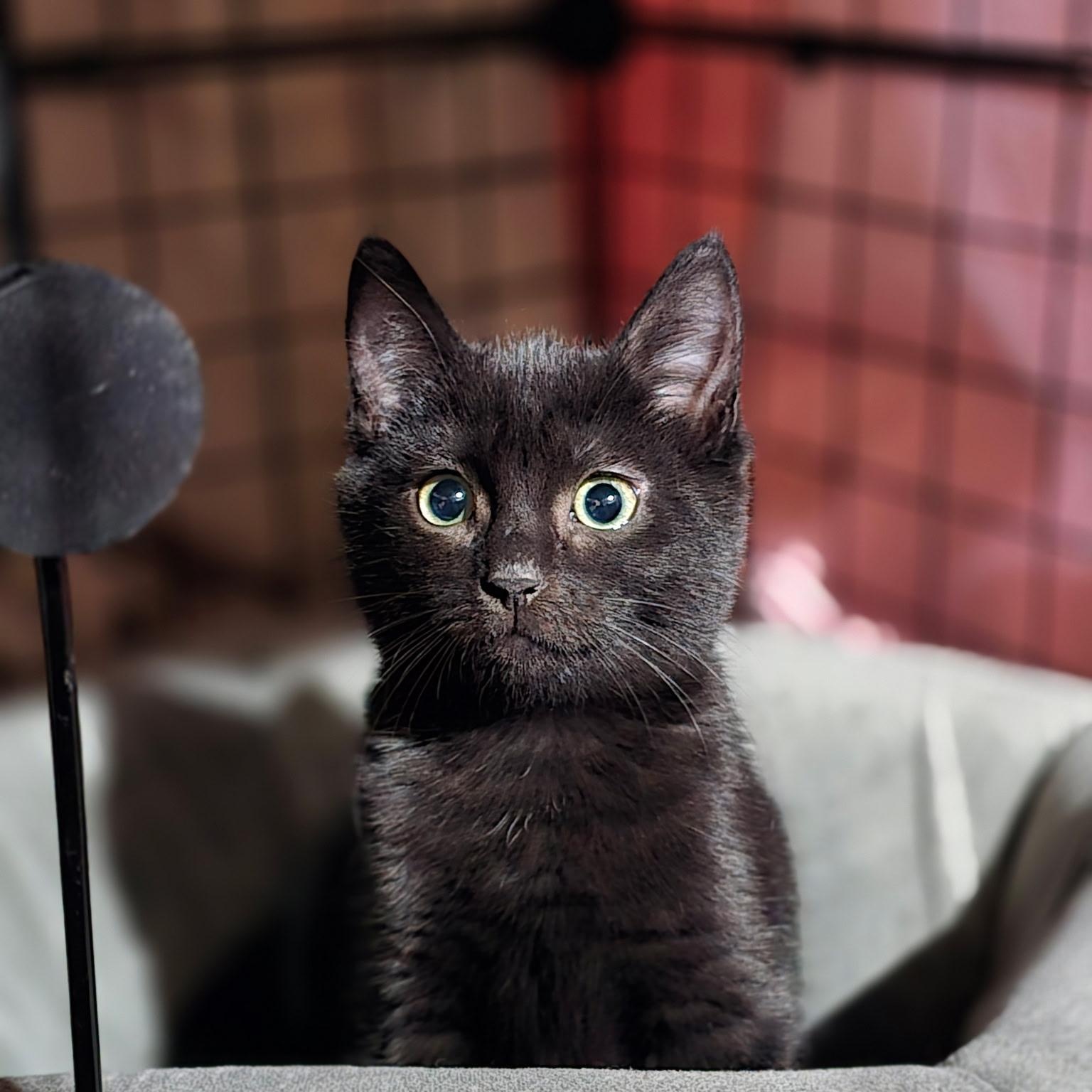 Sheba, ADOPTABLE, Kitten Female Domestic Short Hair.