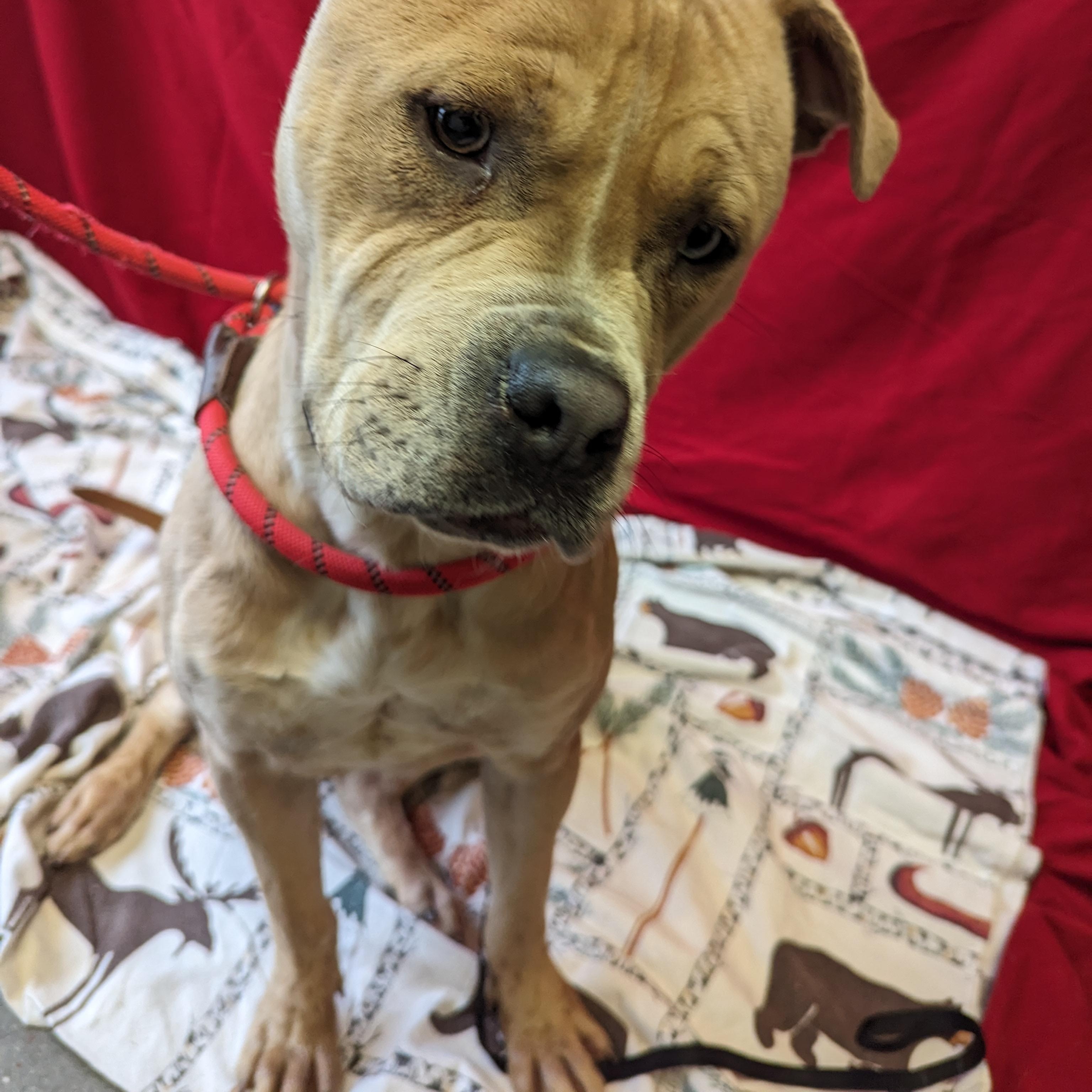 Enlarge Cecil, a Adoptable Pit Bull Terrier in Valparaiso, IN image 3/3