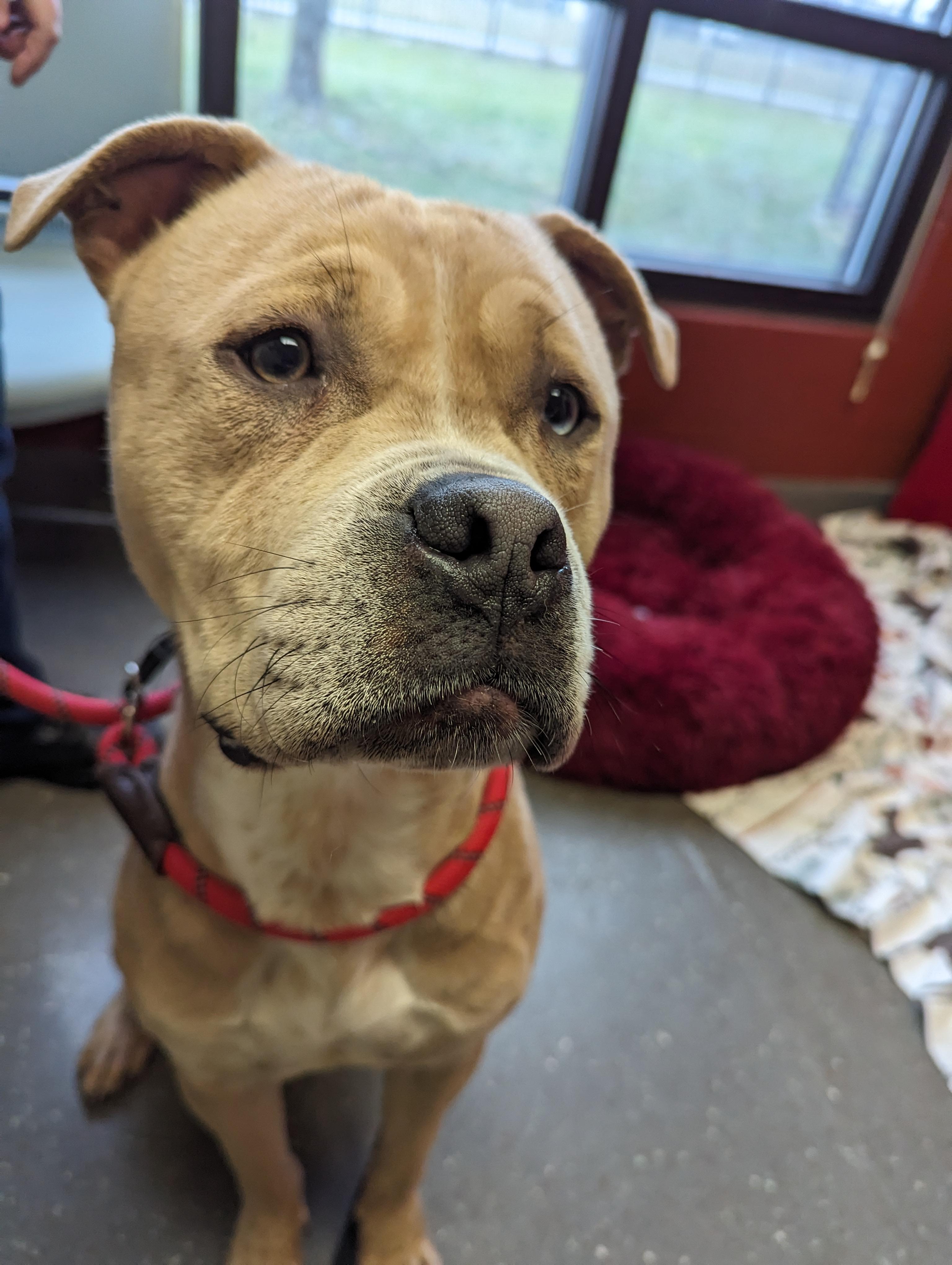 Enlarge Cecil, a Adoptable Pit Bull Terrier in Valparaiso, IN image 2/3