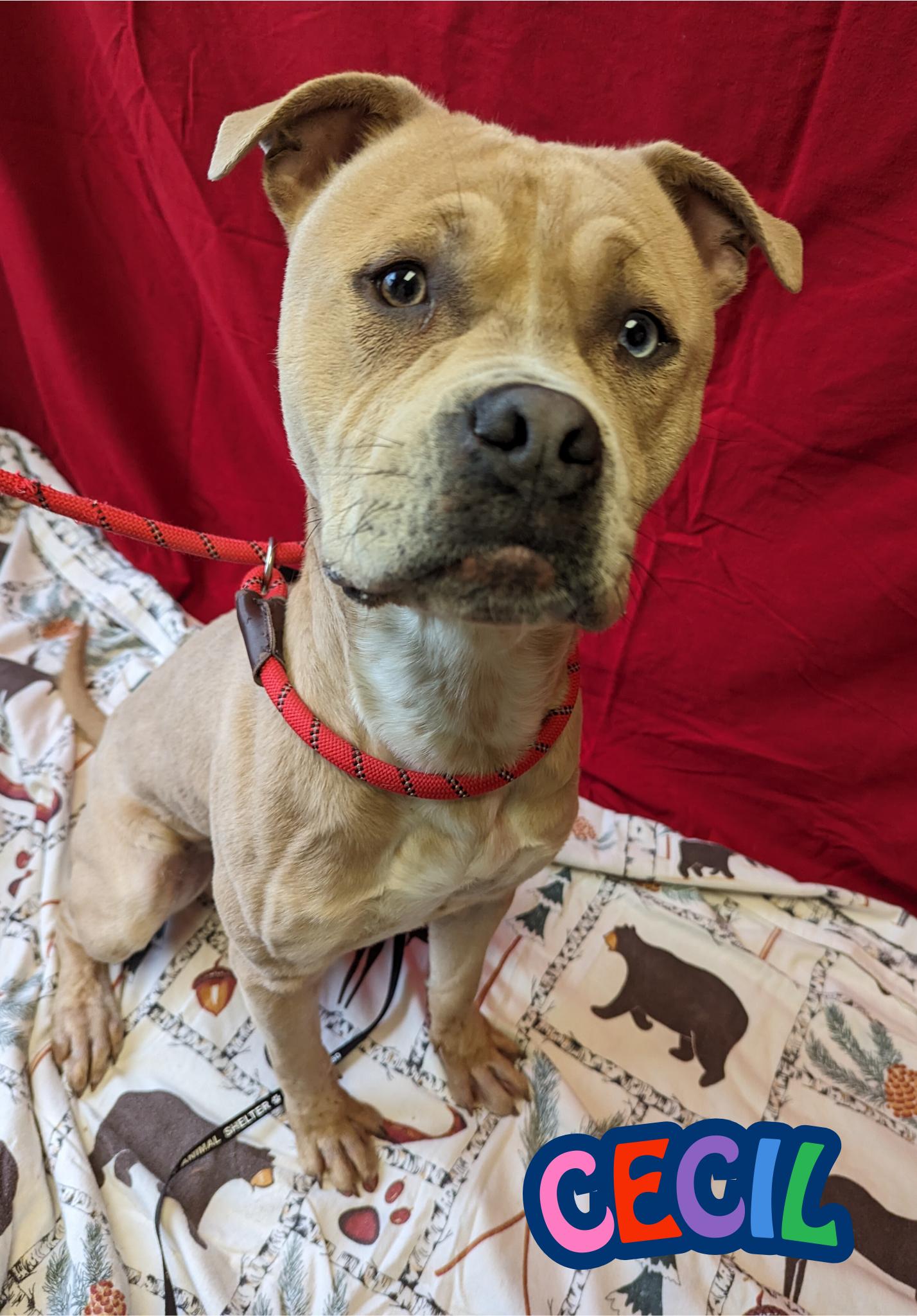 Enlarge Cecil, a Adoptable Pit Bull Terrier in Valparaiso, IN image 1/3